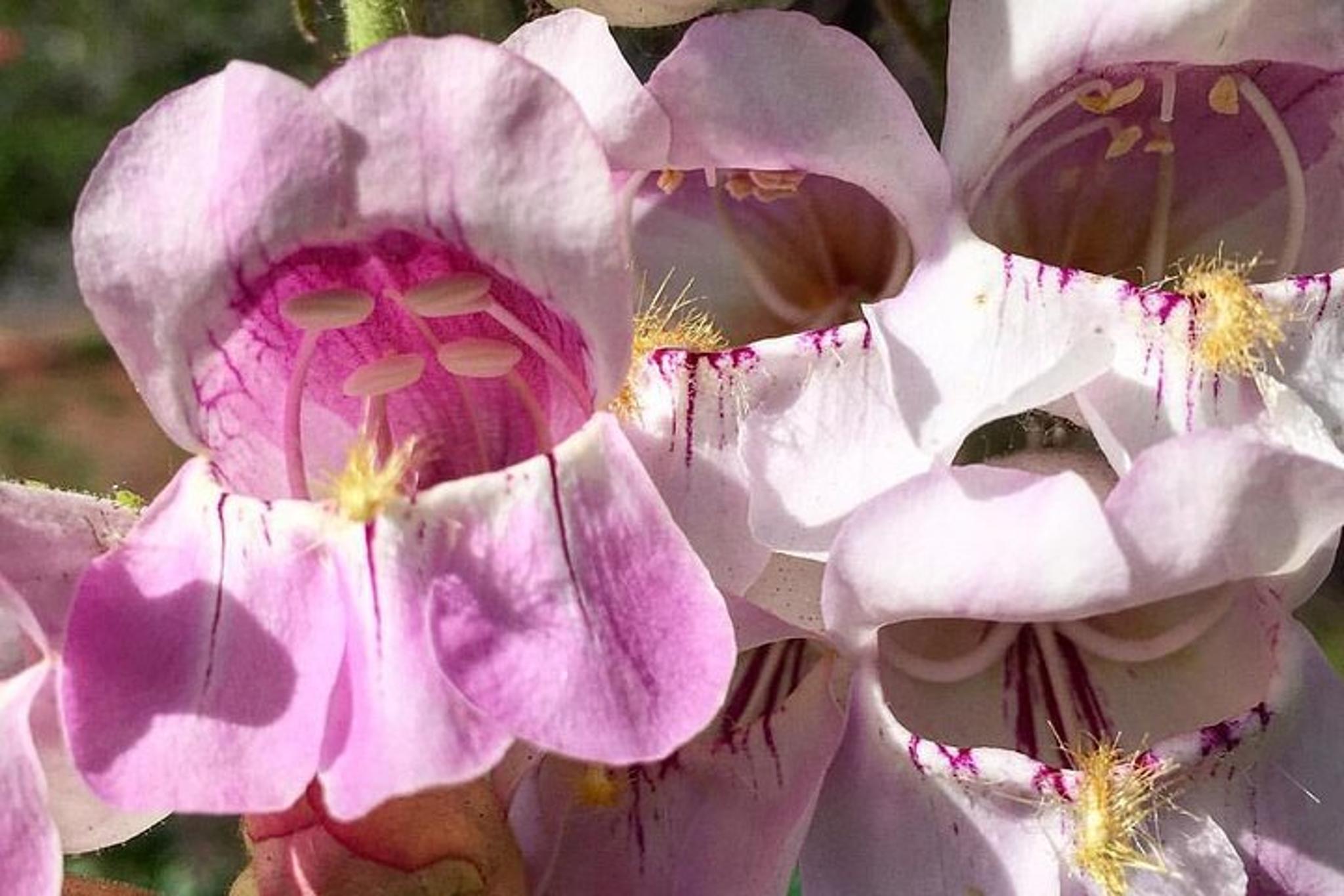 Sedona Cathedral Rock Hike With Private Guide - Image 4