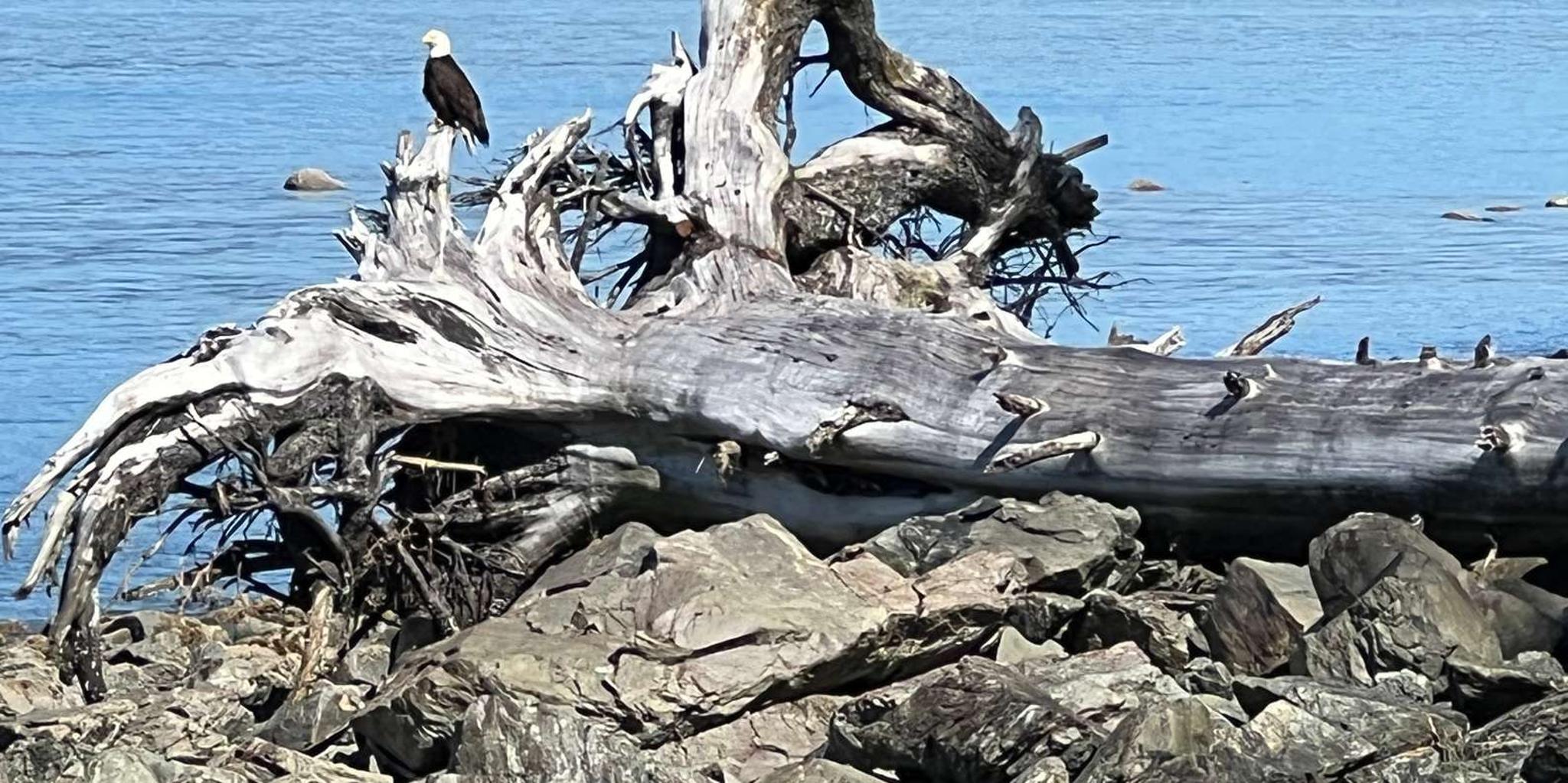 Juneau Segway Rainforest Photo Safari - Image 4