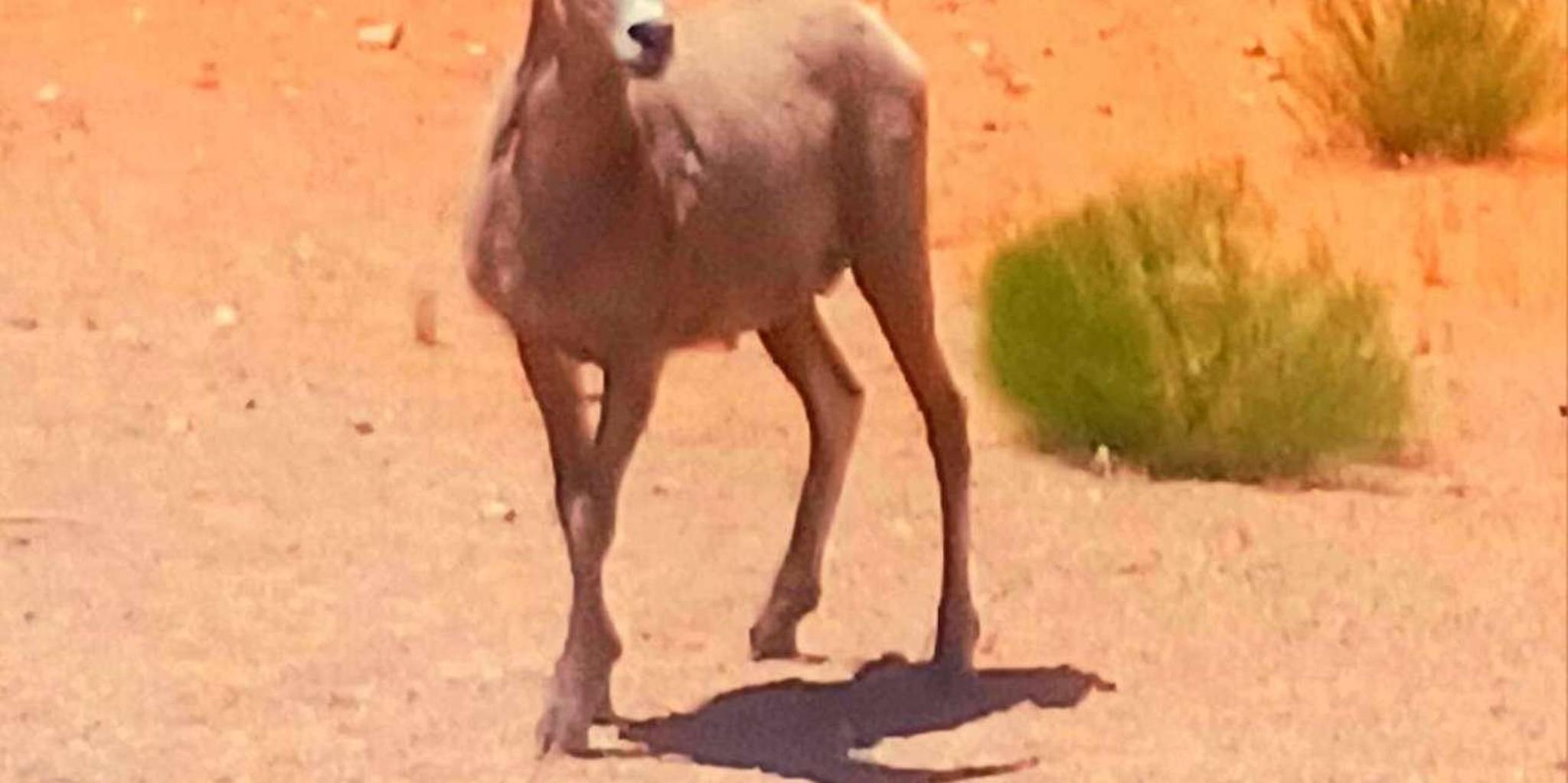 Las Vegas Valley of Fire Guided Tour with Lunch - Image 5