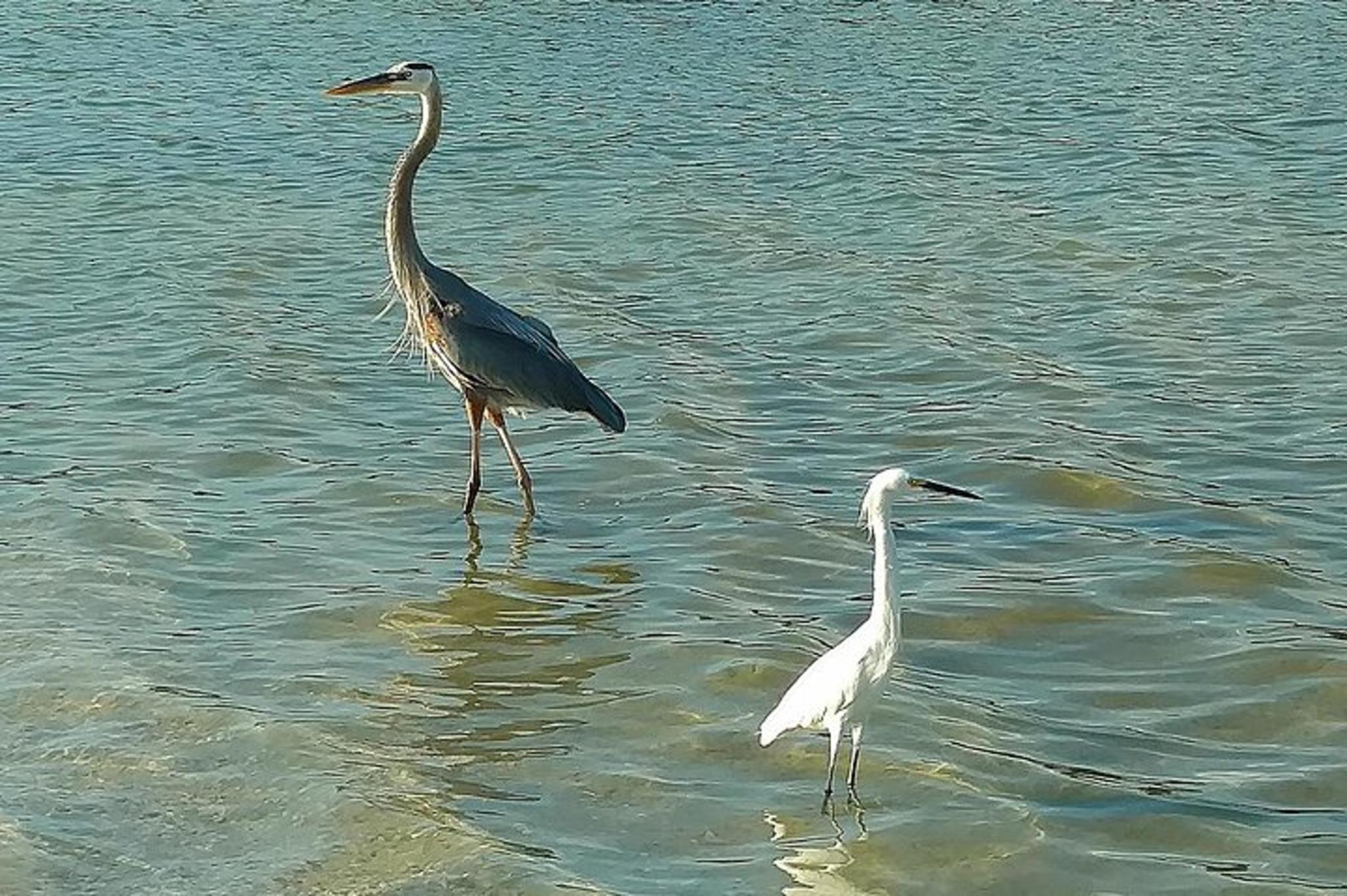 St. Petersburg Kayak Adventure at Shell Key - Image 3