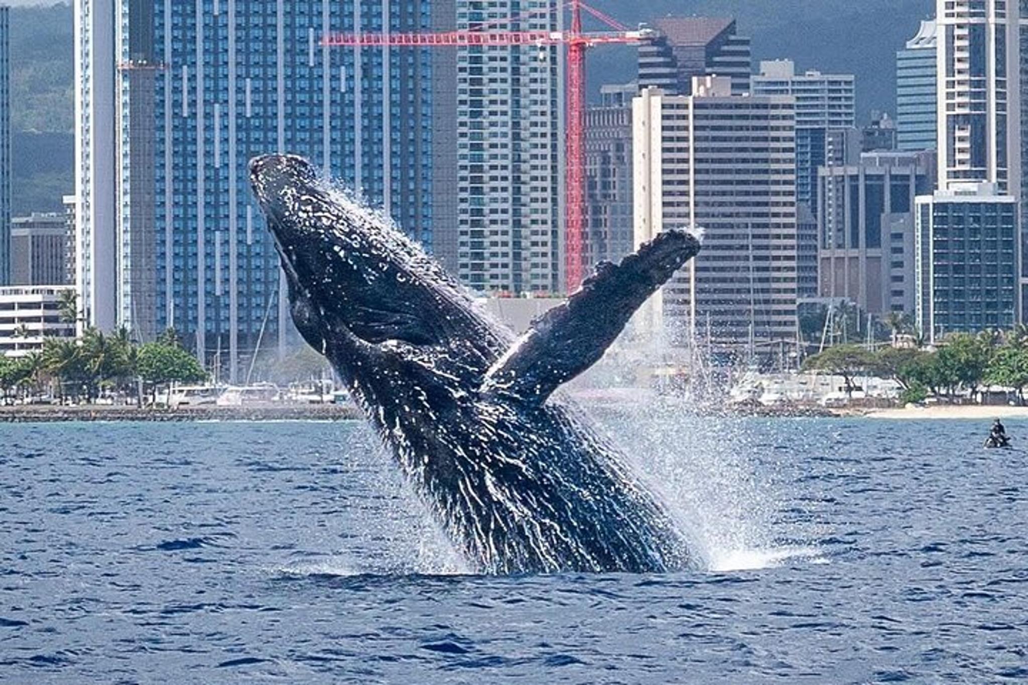 Honolulu Whale Watching Tour - Image 3