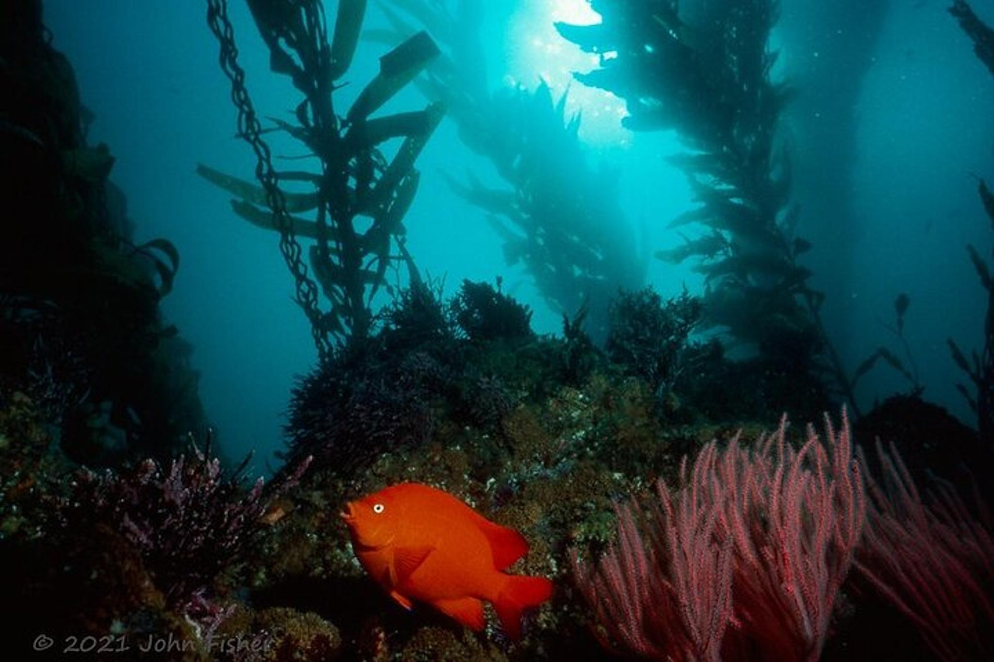 Catalina Island Sightseeing Tour from Orange County - Image 5