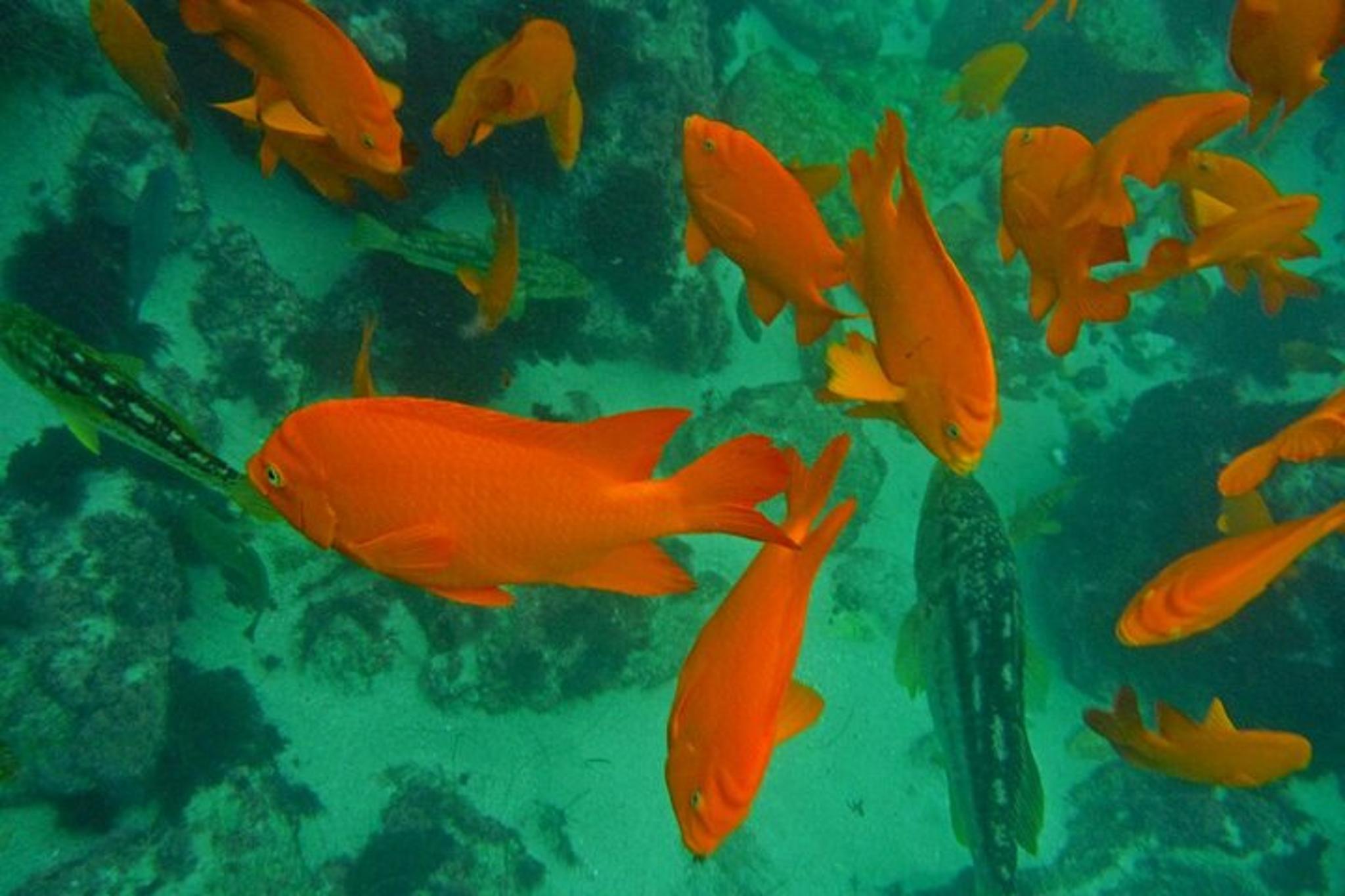 La Jolla Snorkel Package with Wetsuit Rental - Image 3