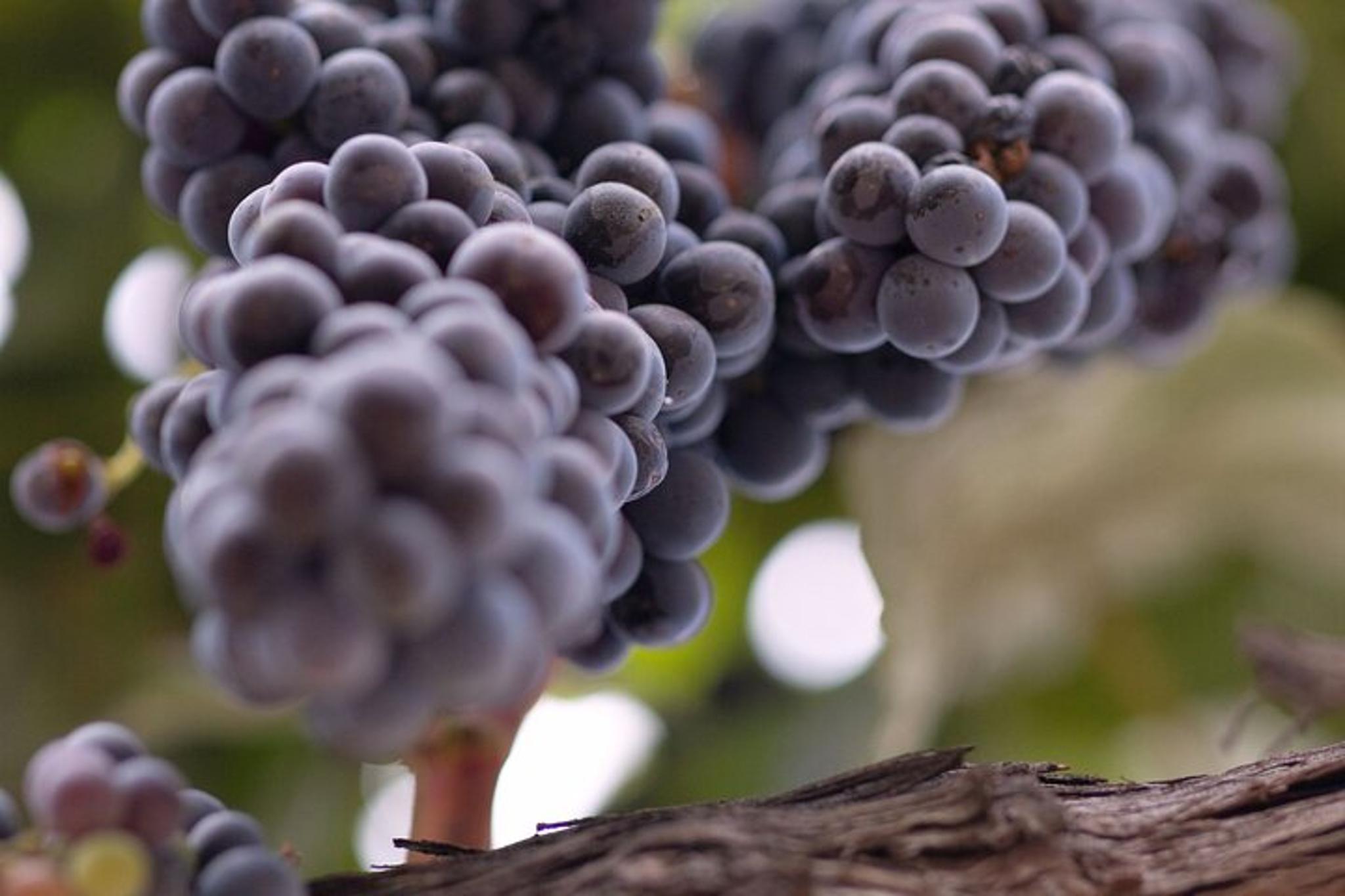 Santa Barbara Wine Tour in Santa Ynez Valley - Image 5