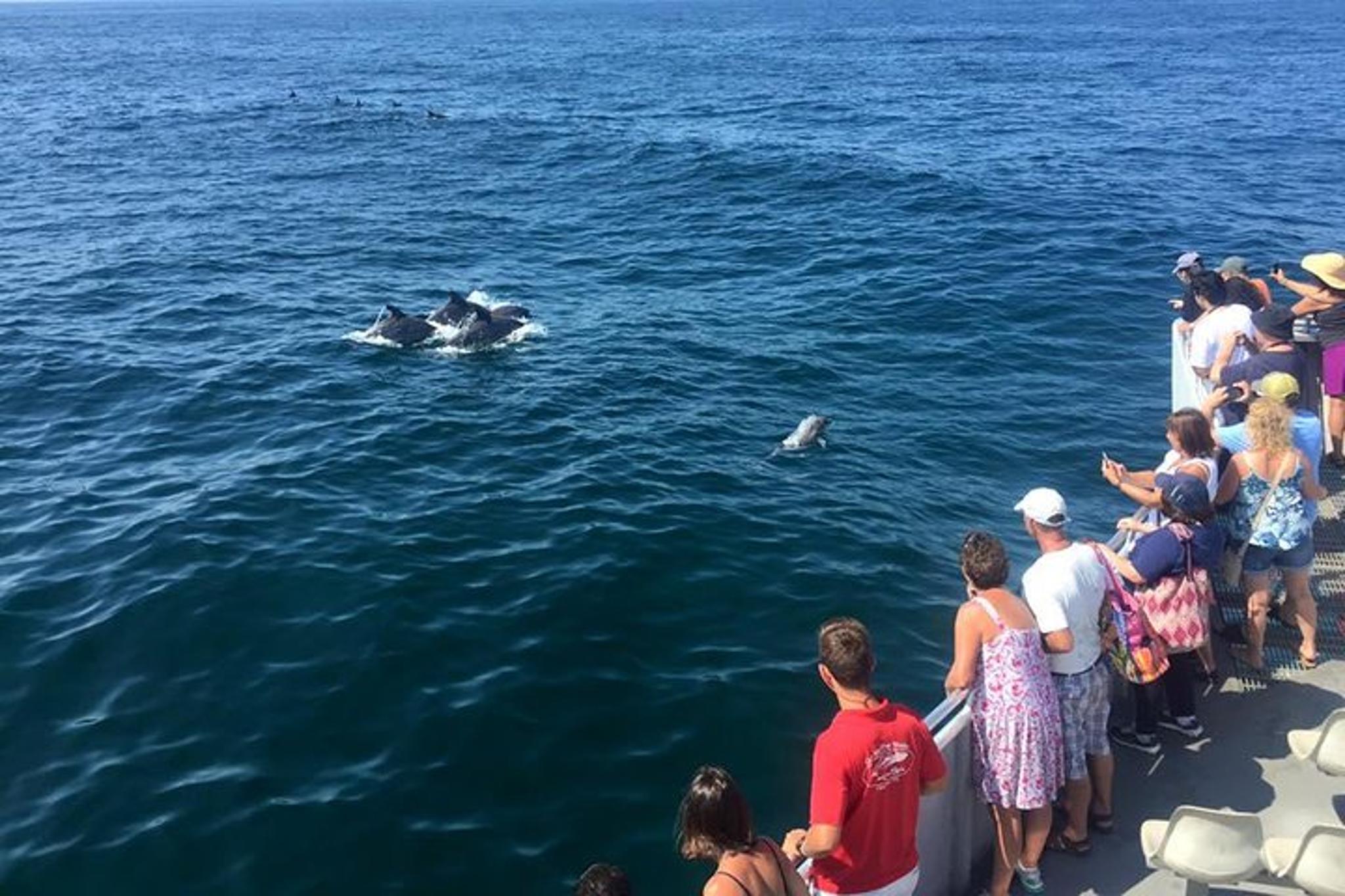 Cape May Dolphin Watching and Sunset Cruise - Image 5