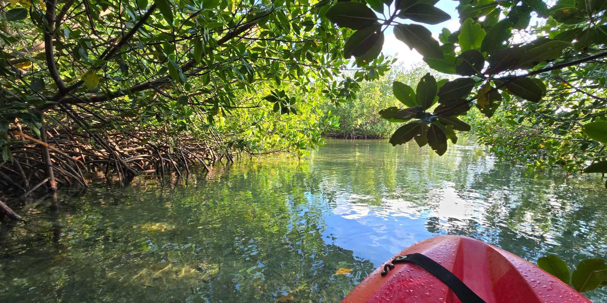 Key West Kayak or Paddleboard Rental 2 hr - Image 5