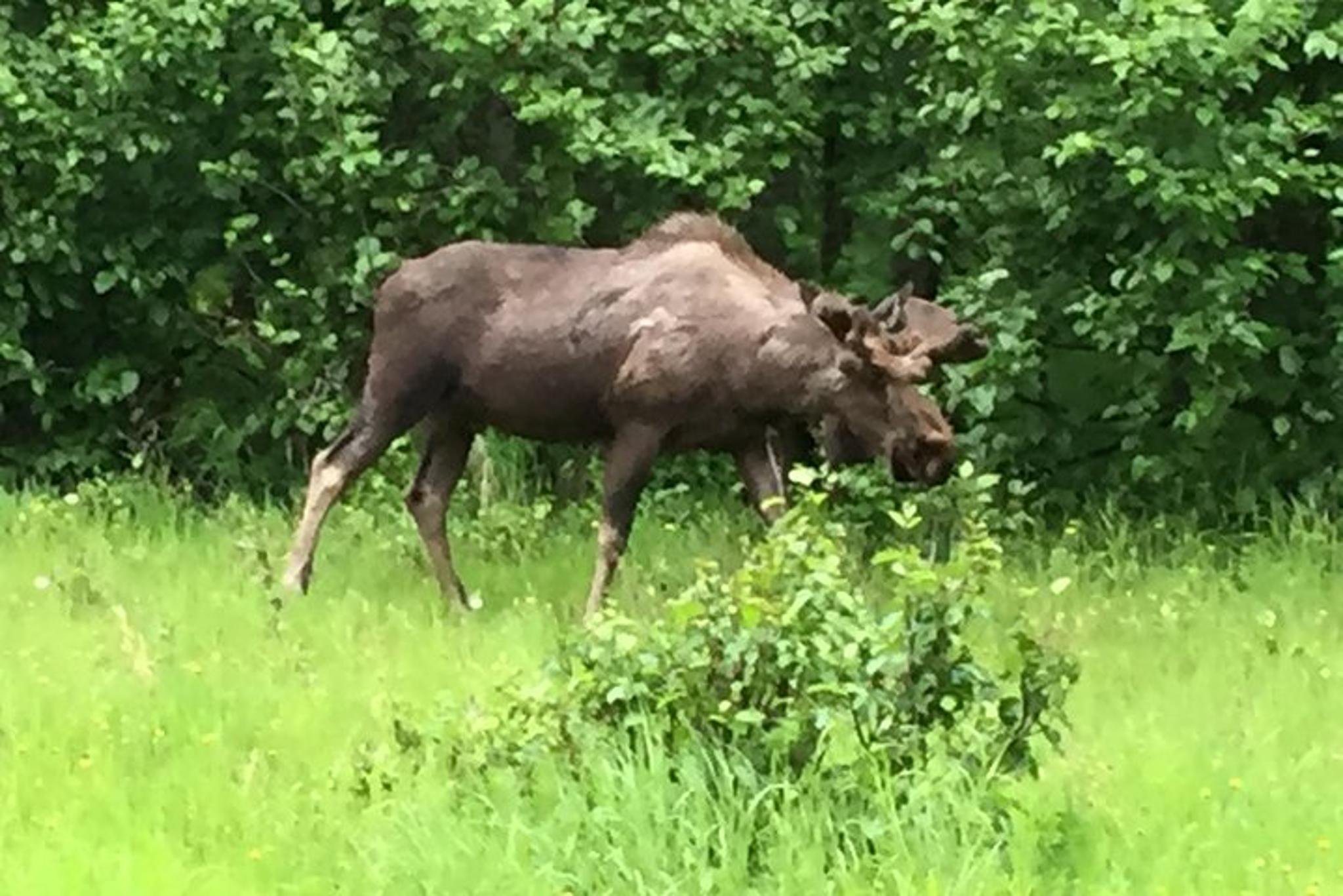 Anchorage Turnagain Arm Tour - Image 5