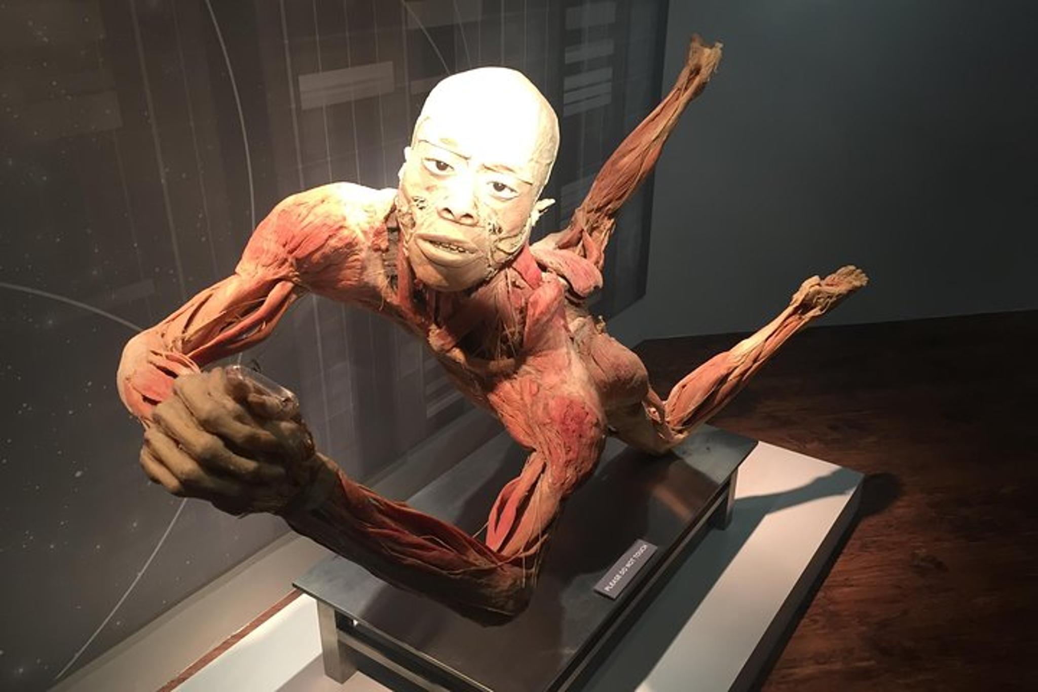 Las Vegas Real Bodies Exhibit - Image 6