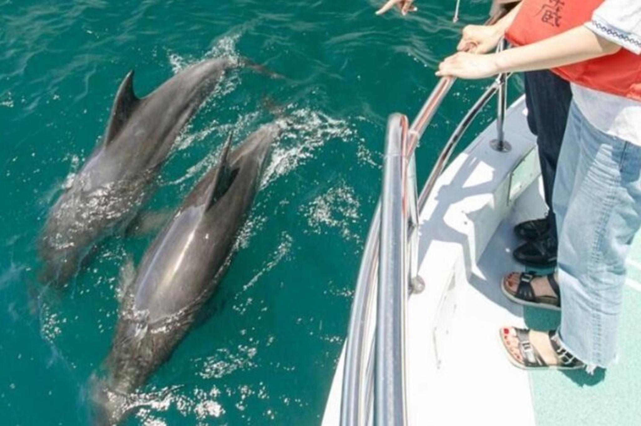 Destin Dolphin Watching Adventure - Image 6