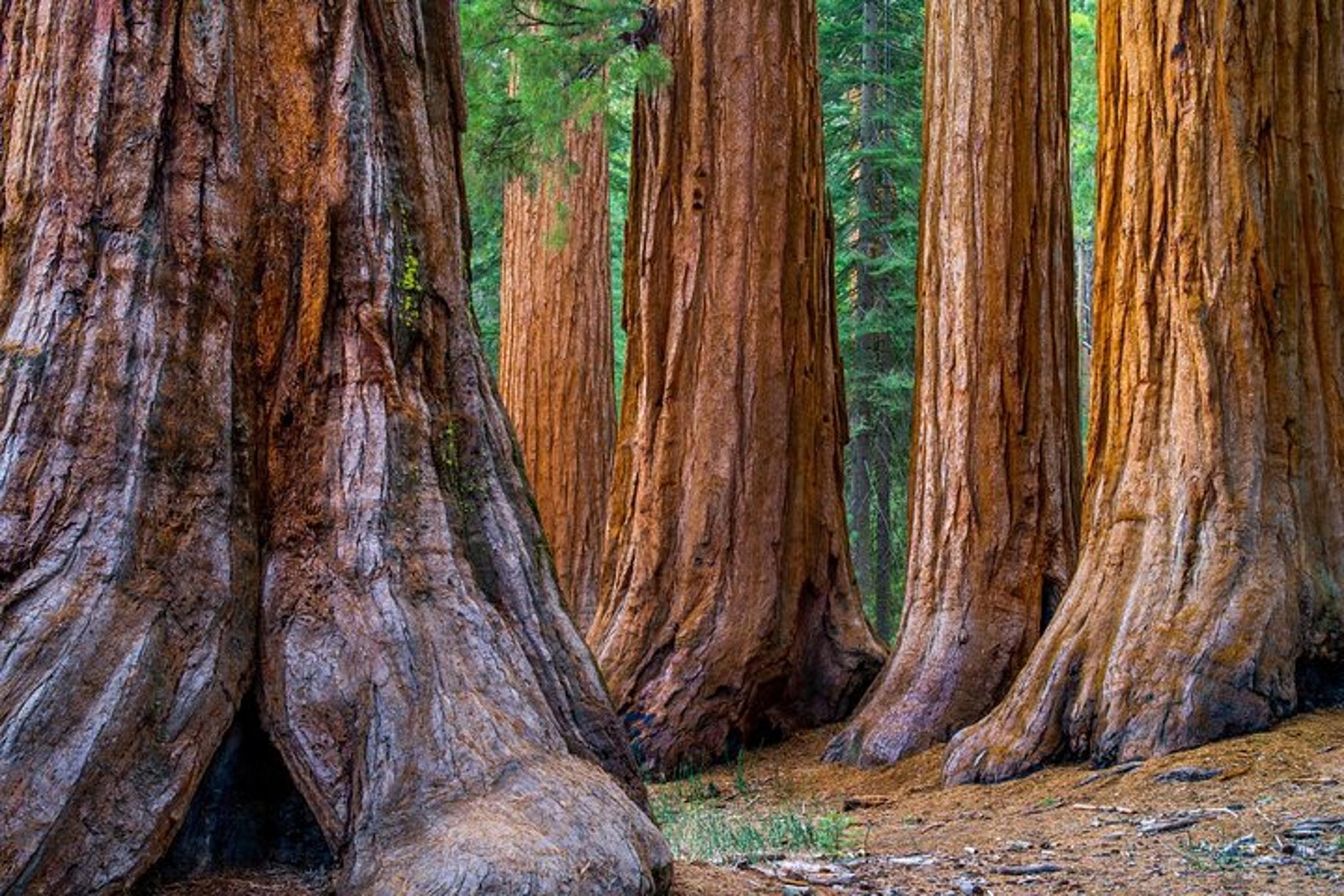 San Francisco Monterey & Yosemite Tour 2-Day - Image 3