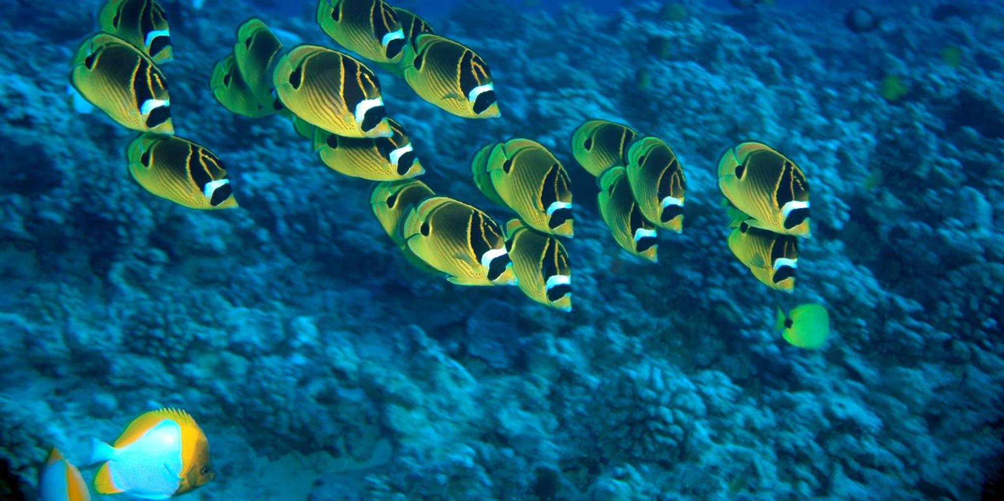 Maui Beach Snorkel Tour - Image 3