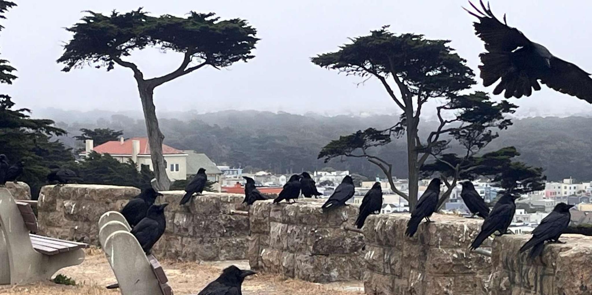 San Francisco Wild Coast Walking Tour - Image 2