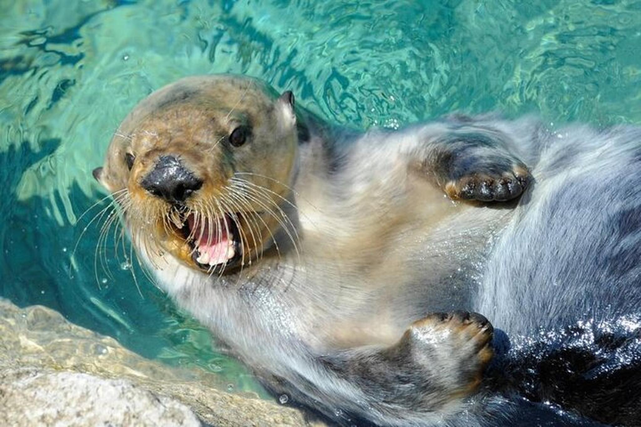 New York Aquarium Admission - Image 2