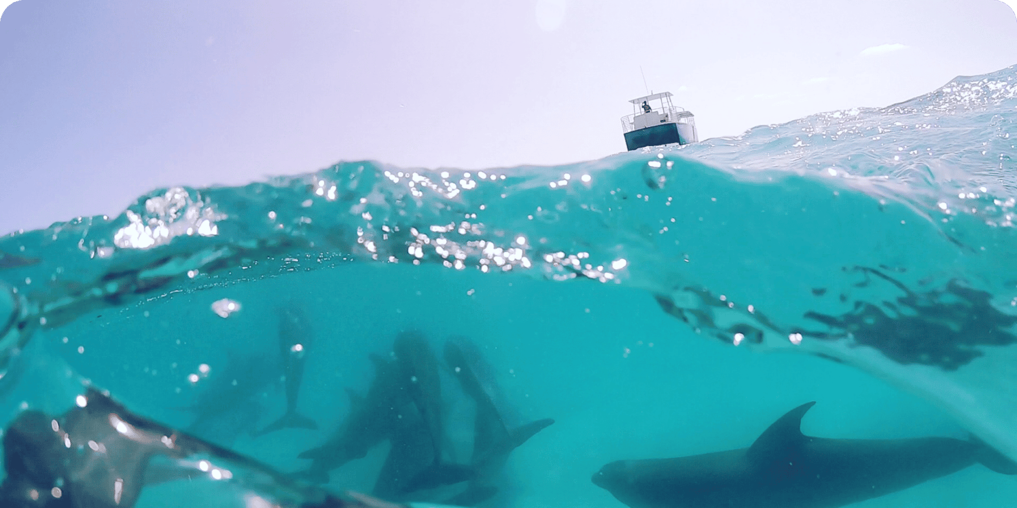 Key West Dolphin Watching and Guided Snorkeling Tour - Image 2