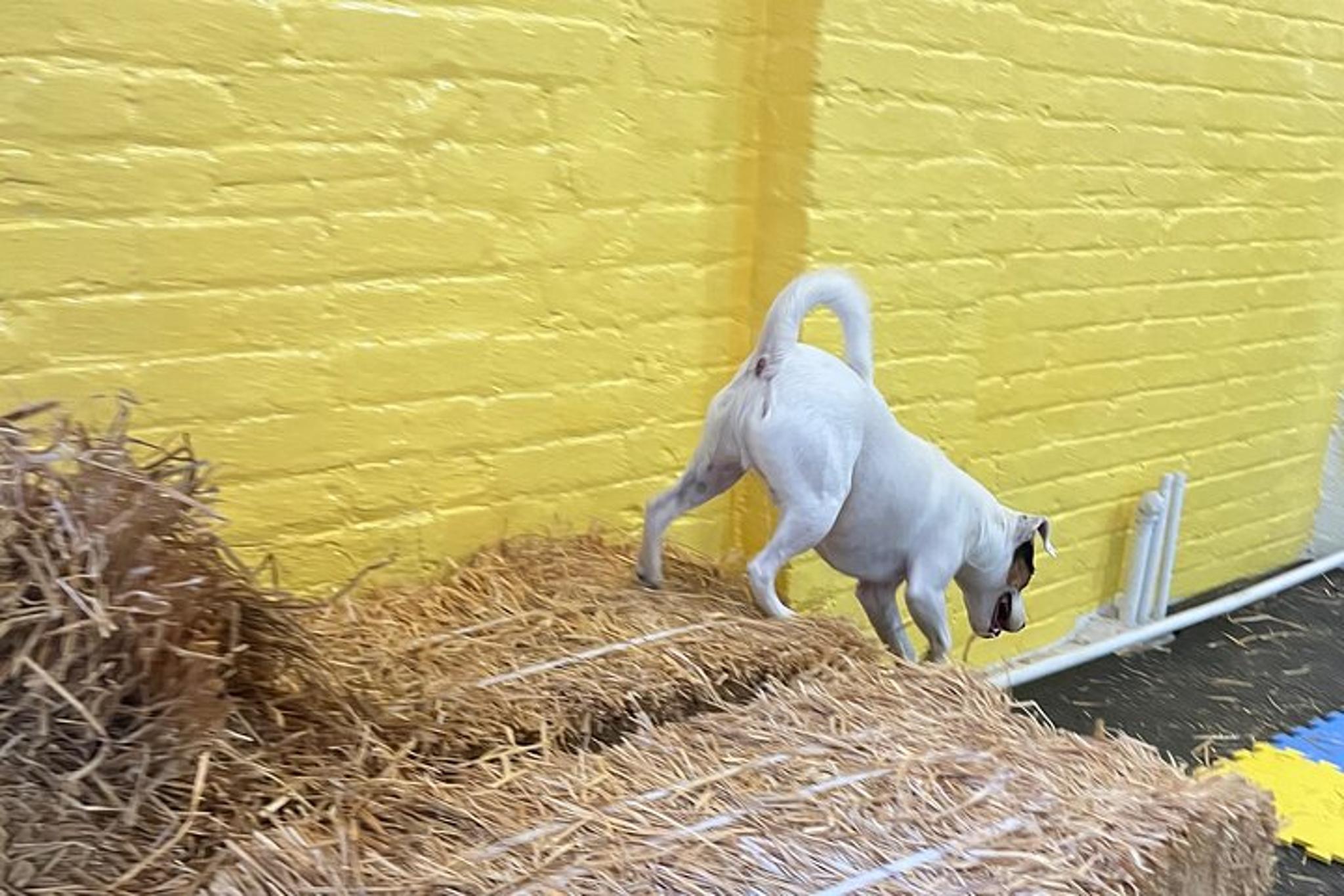 New York City Dog Hide & Seek in Barn 60 min - Image 4