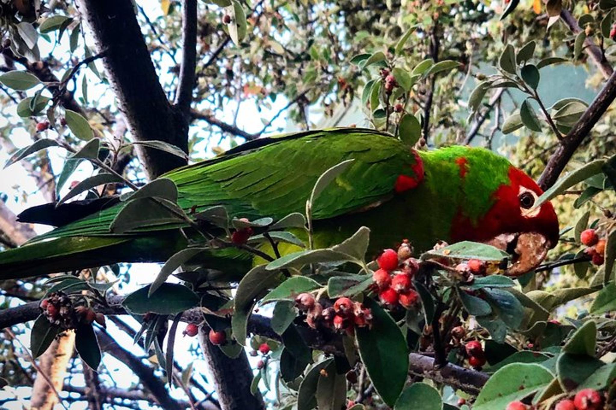 San Francisco Telegraph Hill & Waterfront Tour - Image 4