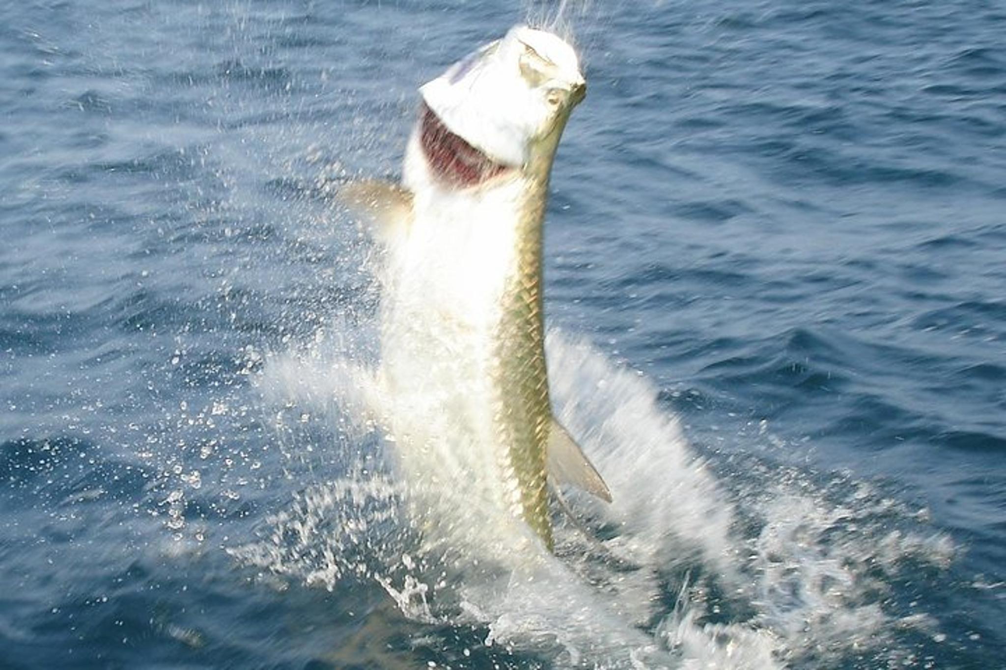 Boca Grande Inshore Fishing Charter - Image 3