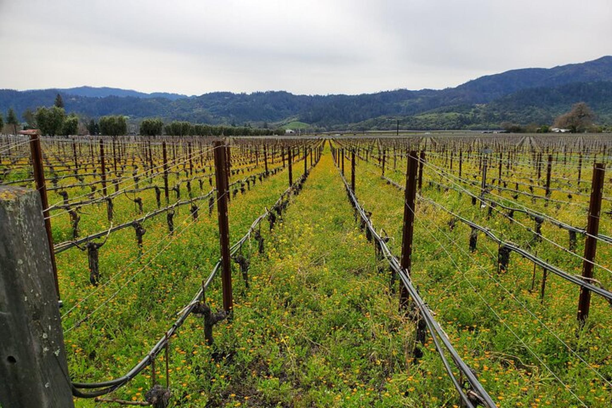 Napa Valley Sparkling Wine Tour - Image 4