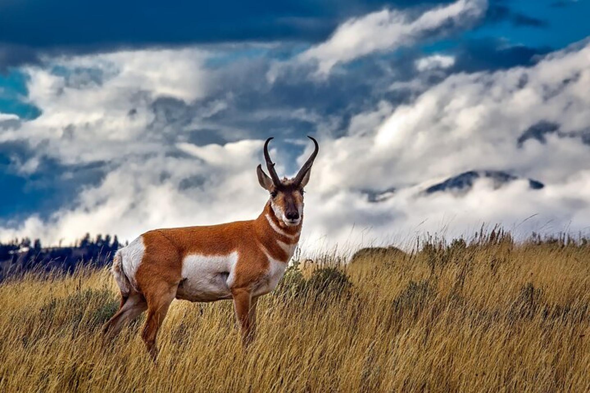 Grand Teton Wildlife Private Guided Tour - Image 4