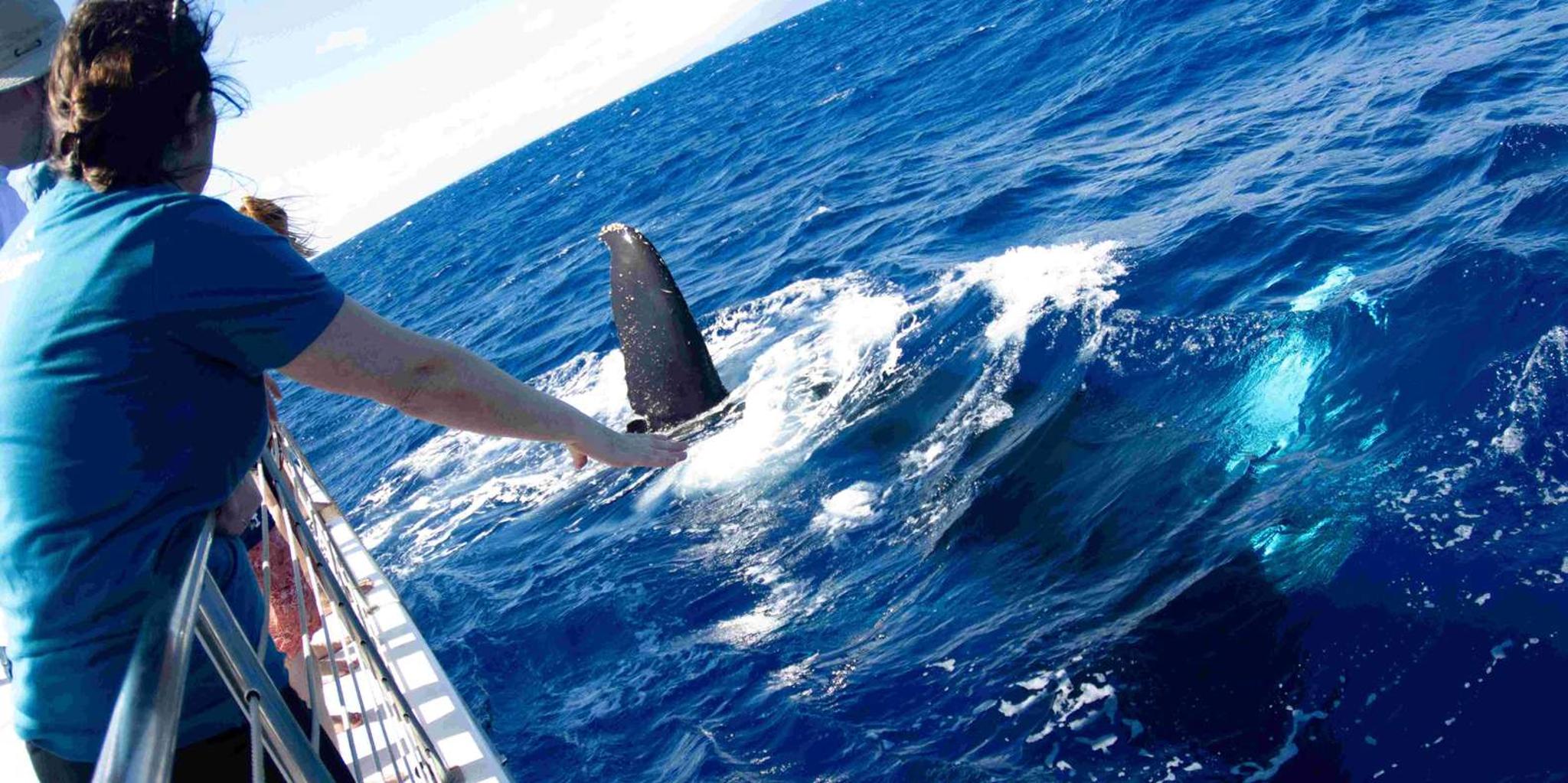 Maui Whale Watching Boat Tour with Open Bar