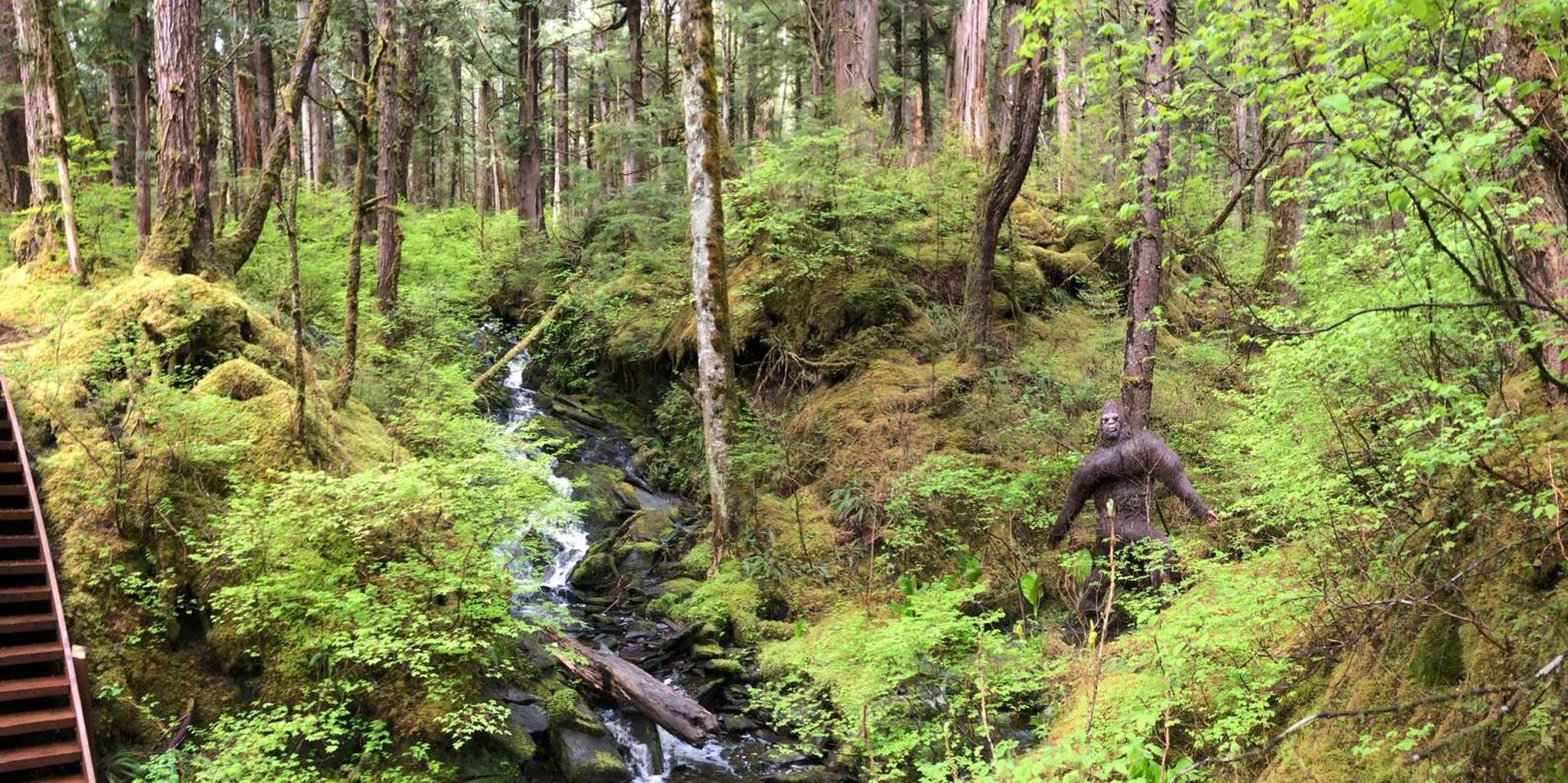 Ketchikan Bigfoot ATV and Hike Adventure - Image 3