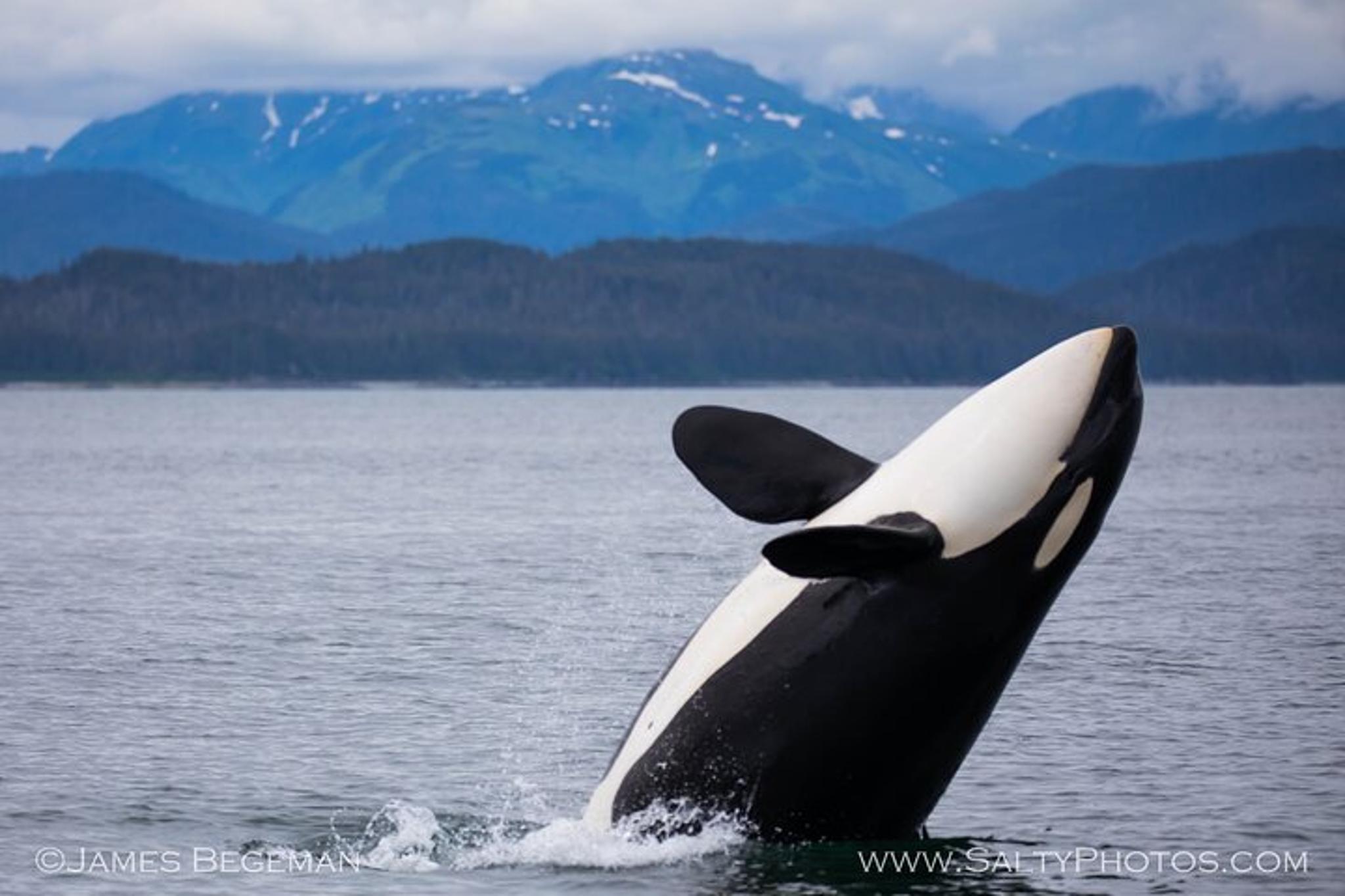 Hoonah Whale-Watching Tour