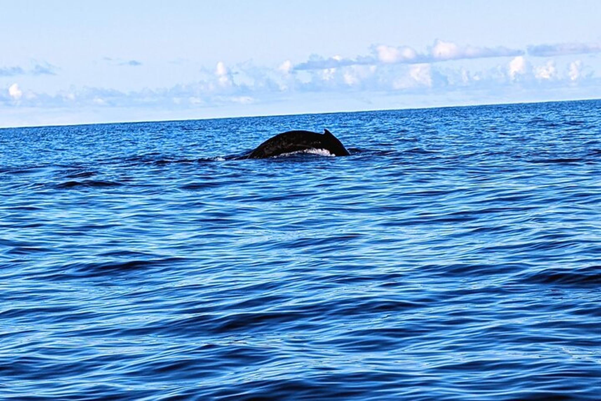 West Maui Whale Watching and Snorkeling Kayak Adventure - Image 3