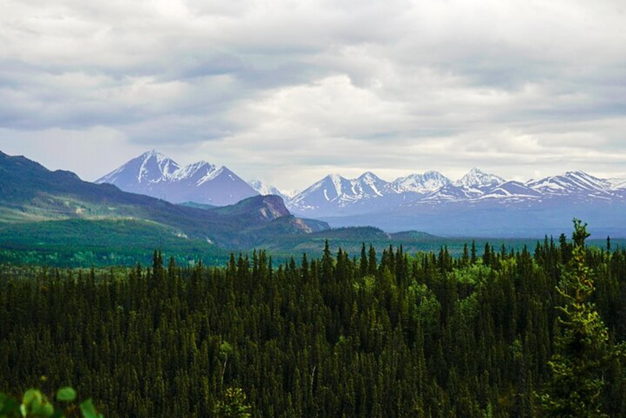 Denali Park Nature Walk with Expert Naturalist 3 hr - Image 5