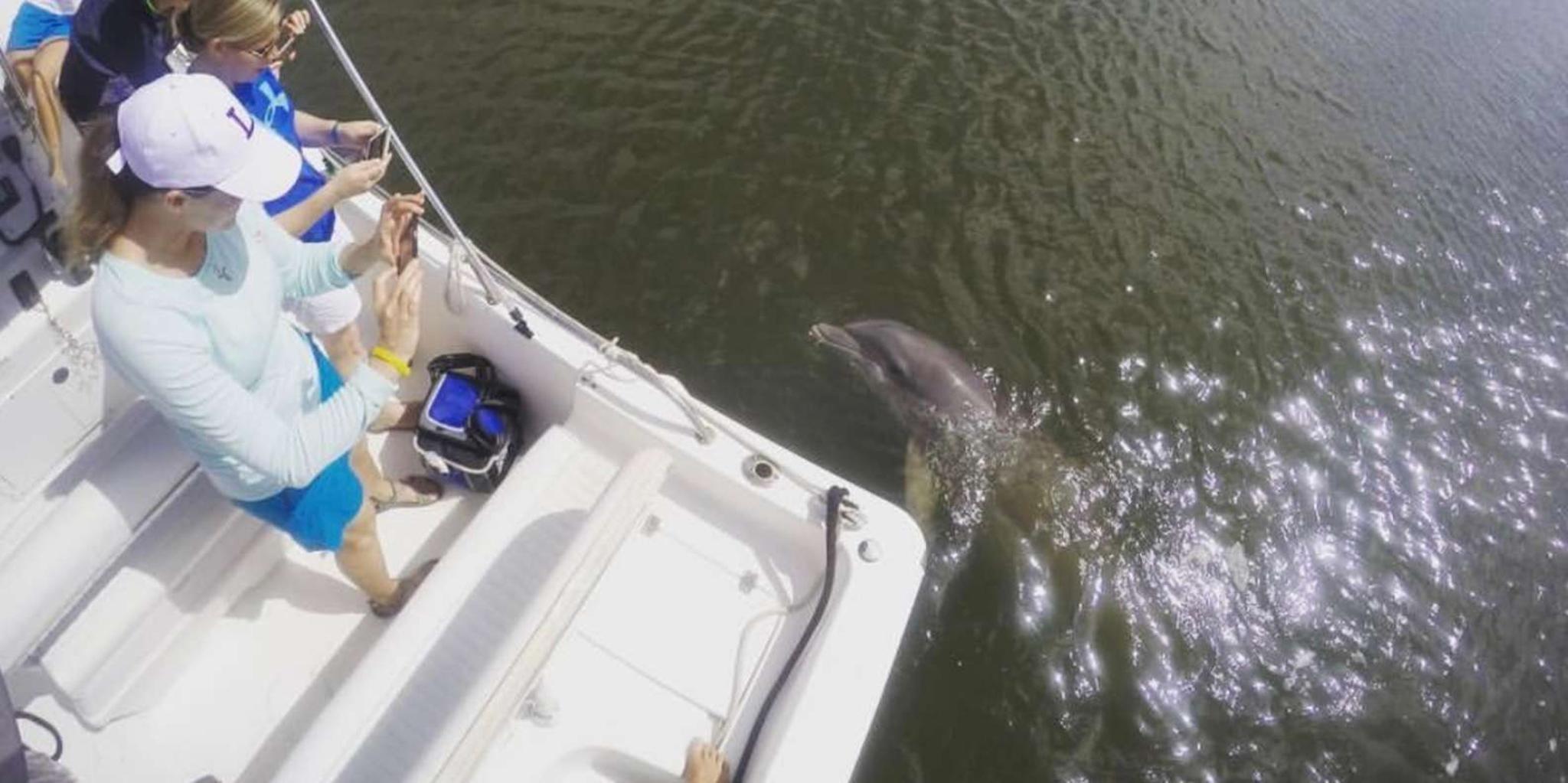 Hilton Head Dolphin Watching Private Tour