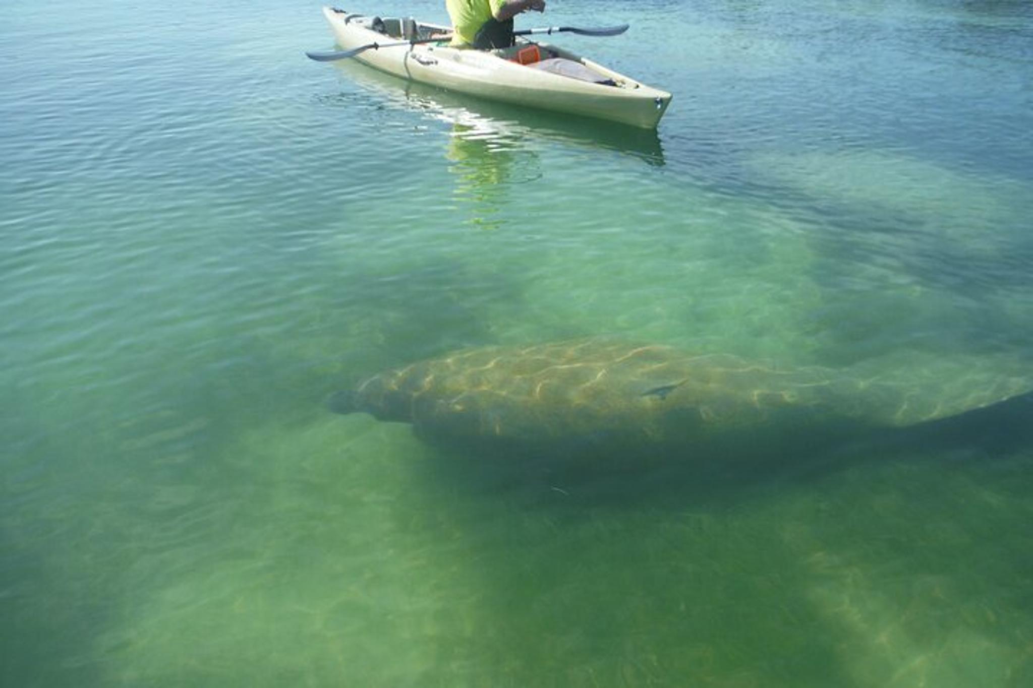 Don Pedro Island Kayak Eco Tour - Image 3