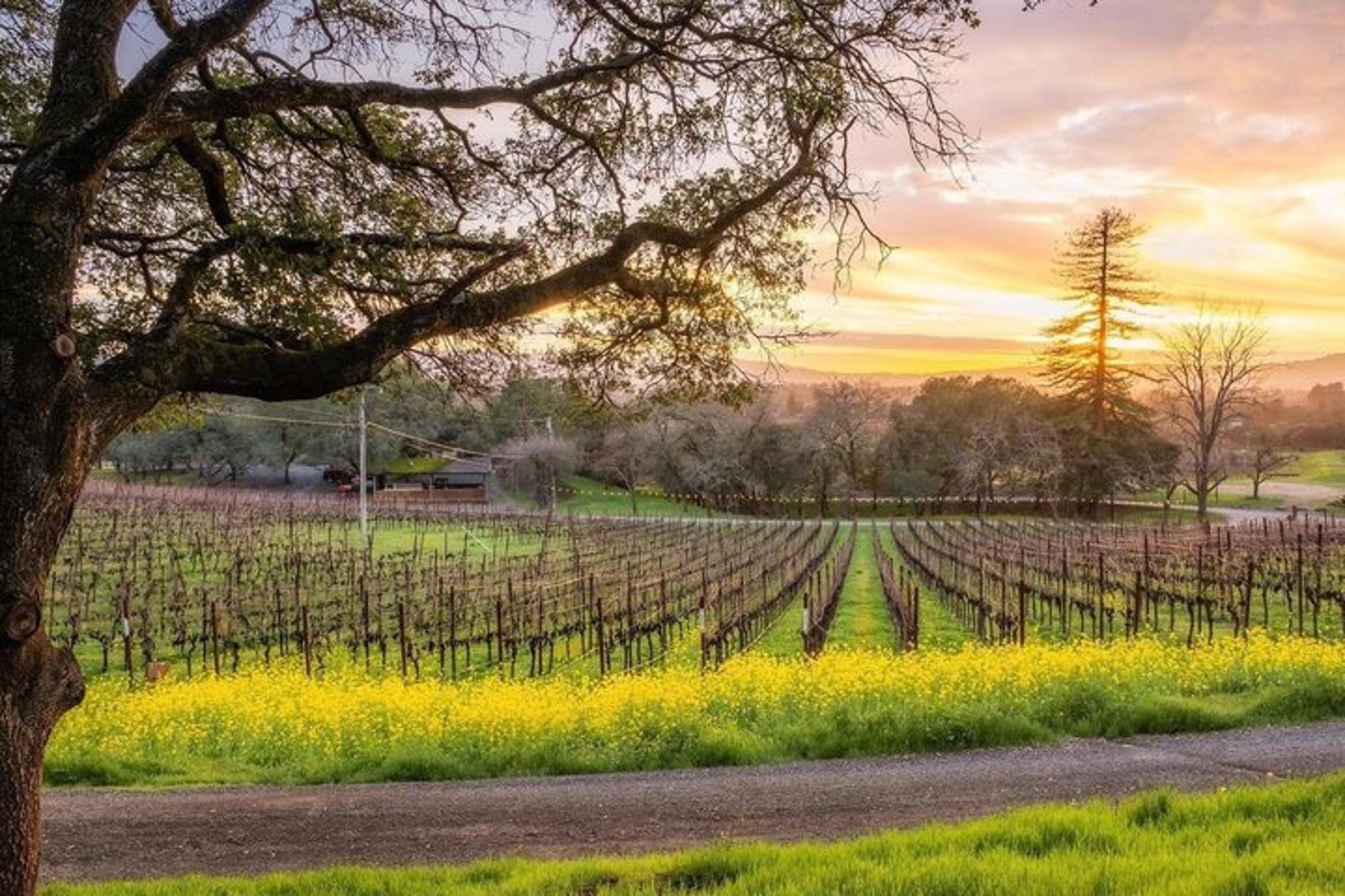 Napa E-Bike Rental with Picnic Lunch - Image 5