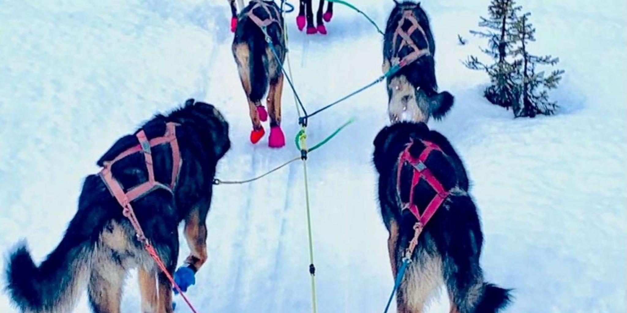Knik Dog Sledding Tour - Image 5