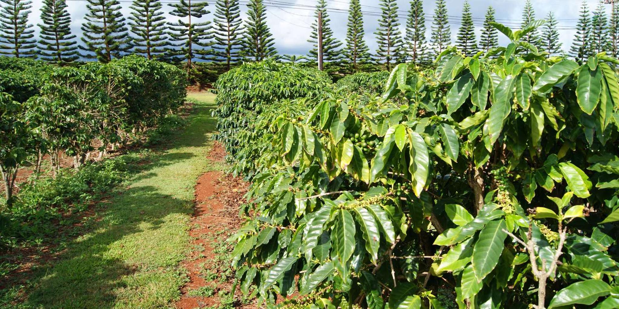 Kauai Private Tour - Image 6