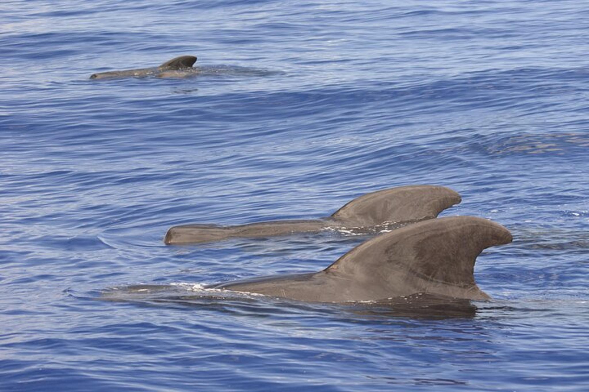 Big Island Marine Wildlife Excursion - Image 3