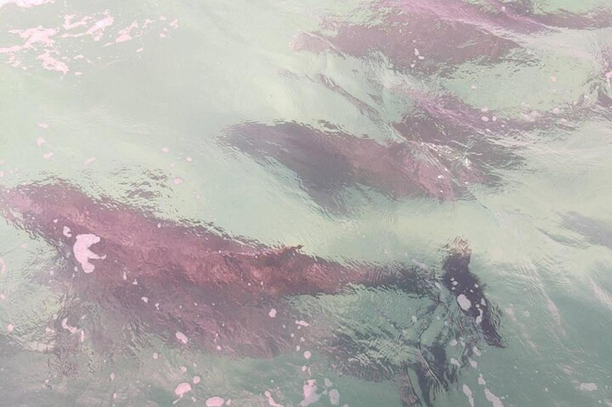 Panama City Dolphin Swim - Image 4