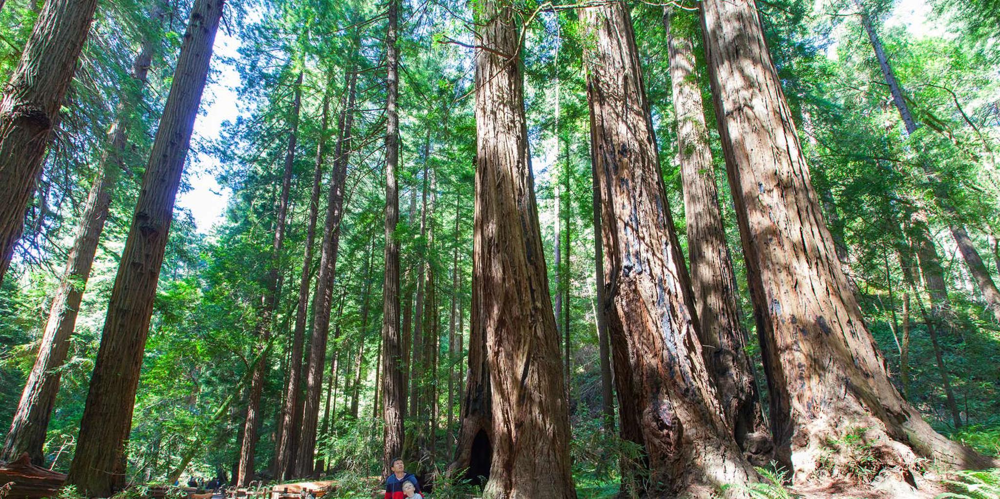 San Francisco Muir Woods and Golden Gate Private Tour - Image 4
