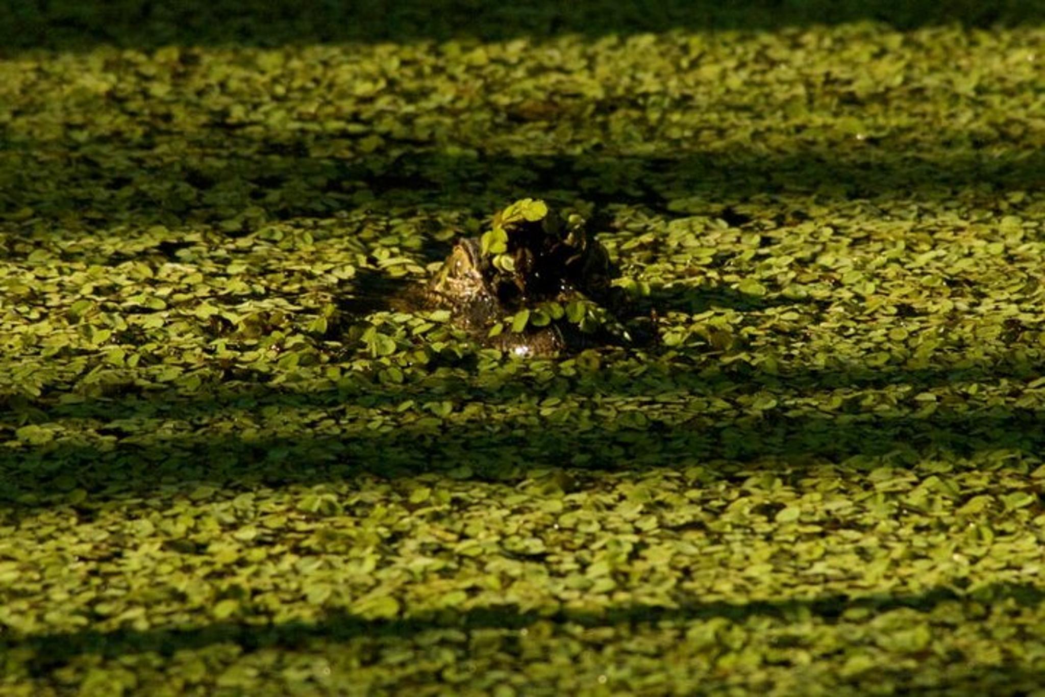 Louisiana Airboat Swamp Tour - Image 3