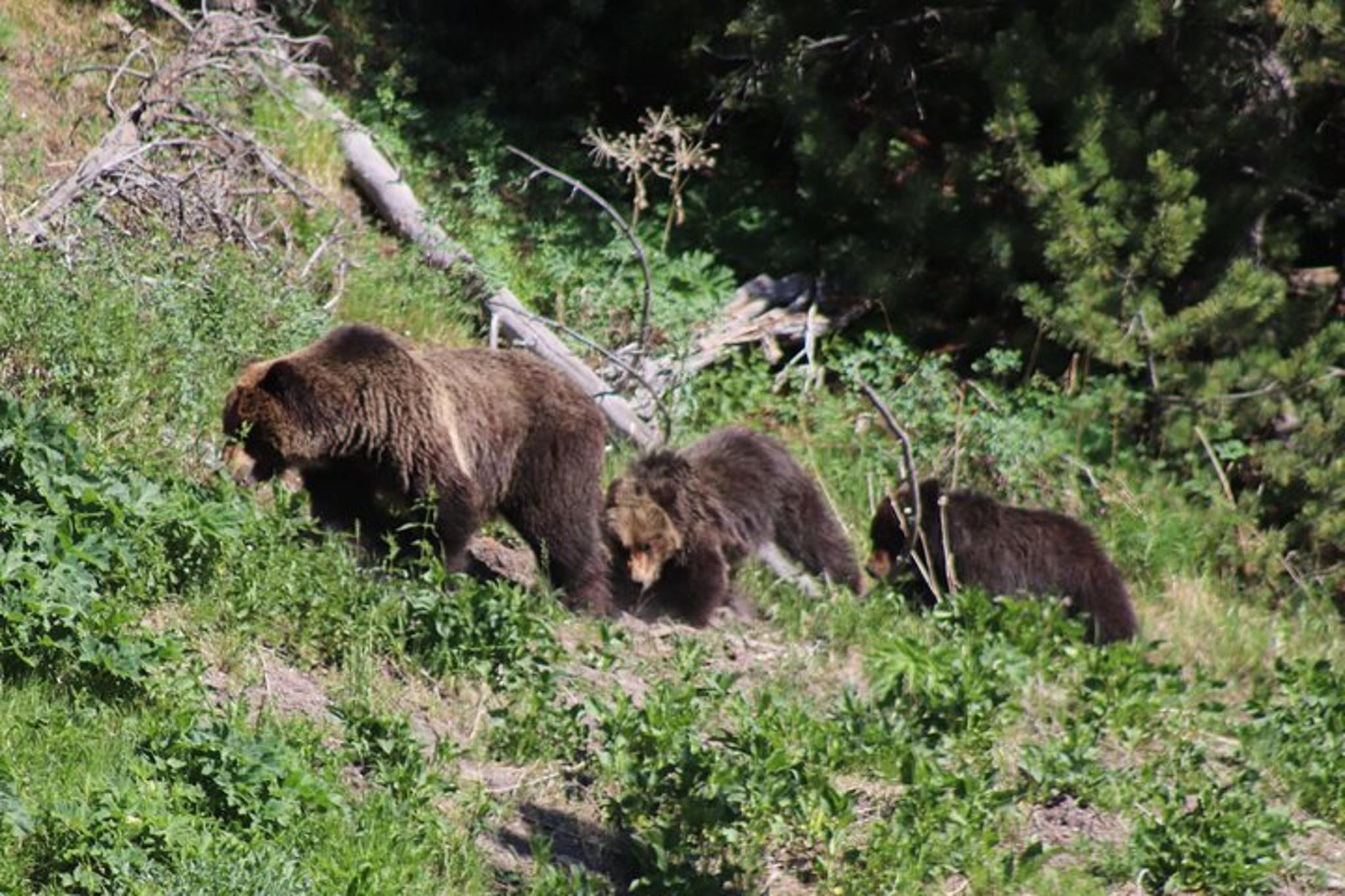 Yellowstone National Park Tour with Lunch - Image 3