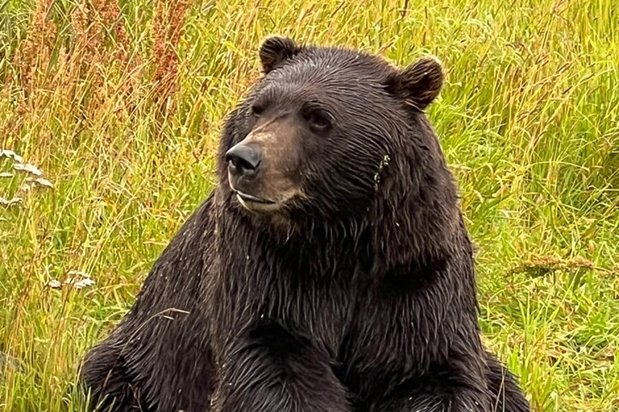 Anchorage Wildlife Sanctuary and Glacier Hike - Image 4