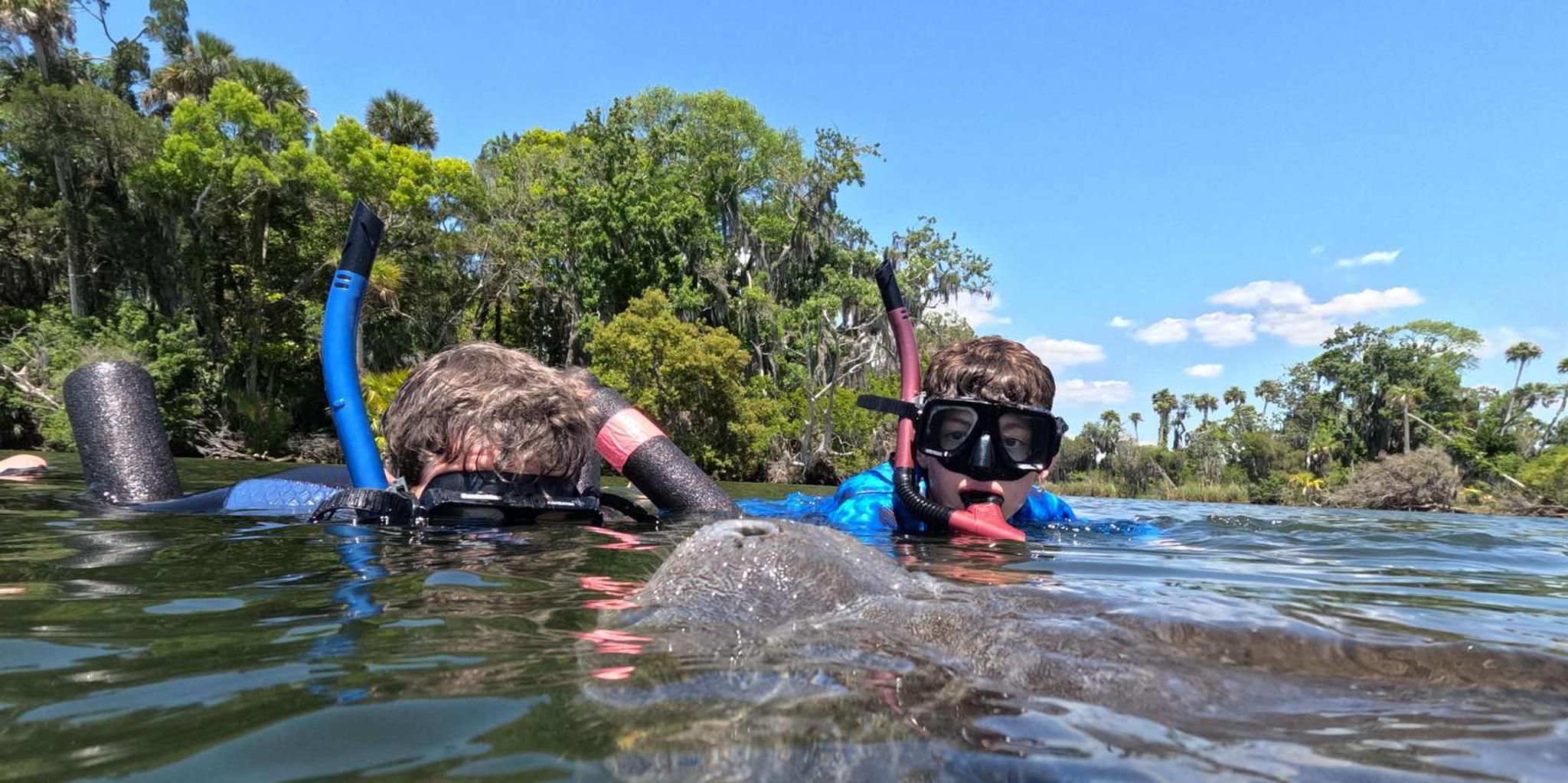 Crystal River Manatee Snorkeling Tour - Image 3