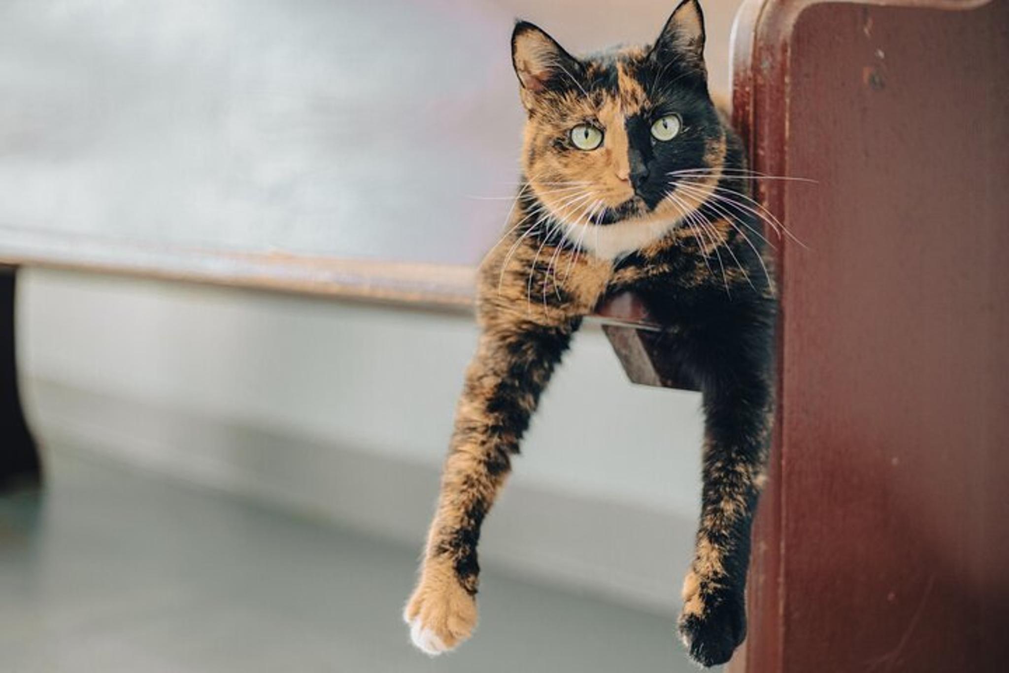 Beaufort Spirits Tasting Tour - Image 6