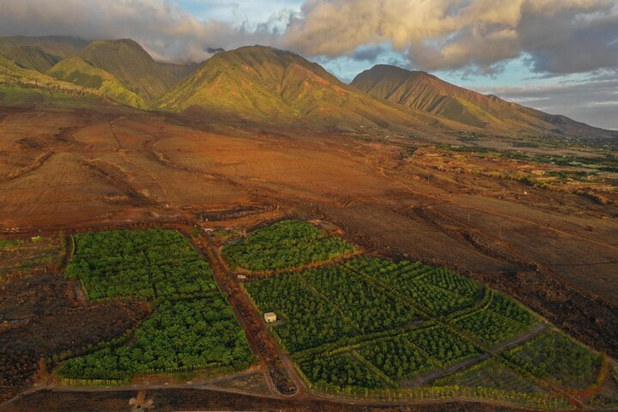 Lahaina Maui Ku'ia Estate Cacao Farm Tour and Tasting - Image 6
