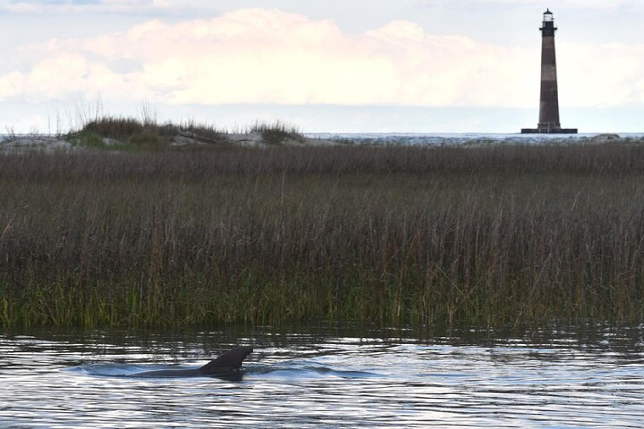 Folly Beach Dolphin Cruise at Sunset - Image 6