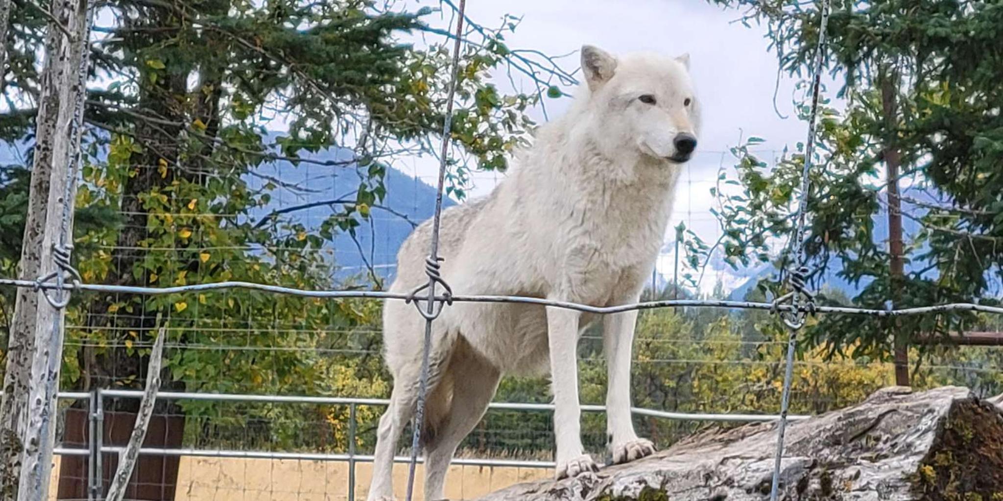Anchorage Wildlife Center Tour with Lunch & Beer Tasting - Image 5