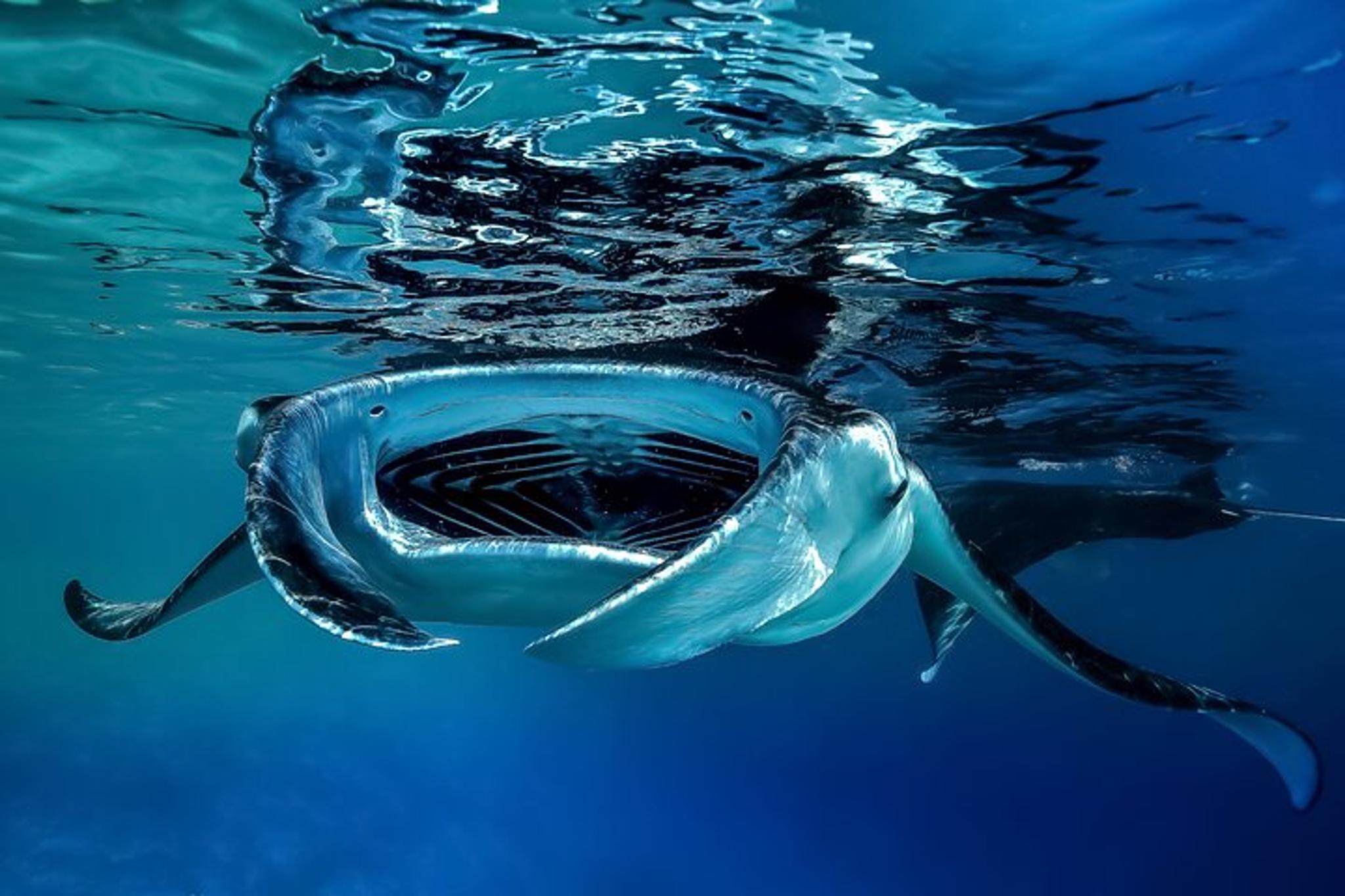 Kailua-Kona Sunset Cruise and Manta Night Snorkeling - Image 6