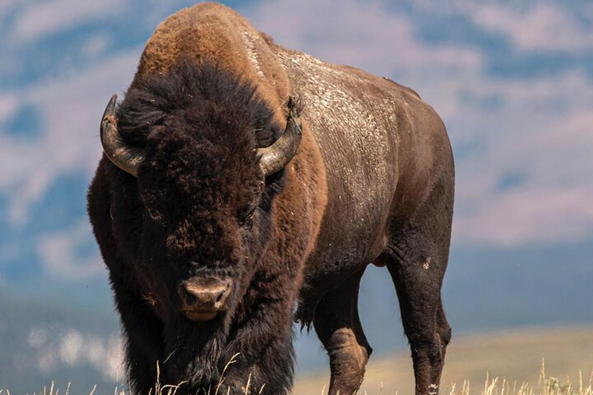 Grand Teton Wildlife & Biking Tour - Image 4