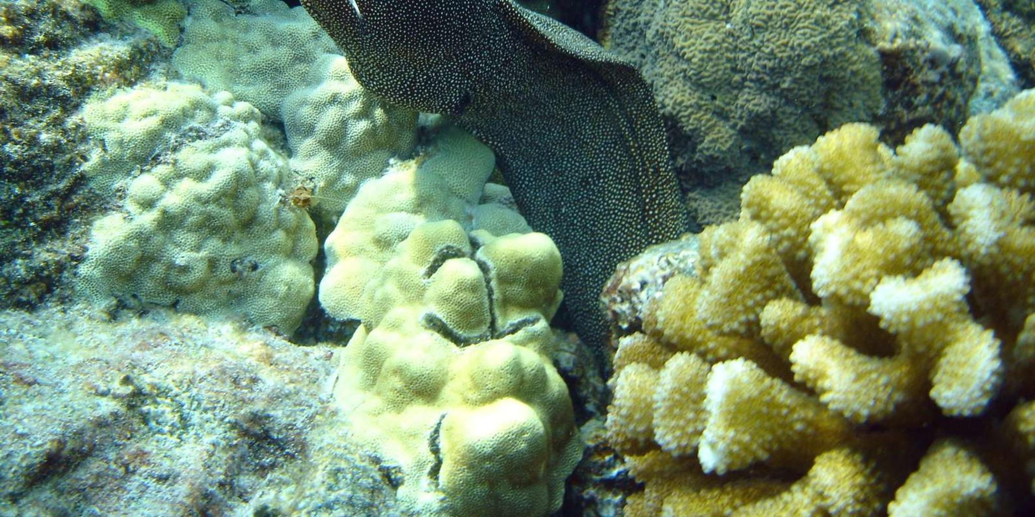 Kailua-Kona Snorkeling Adventure at Kealakekua Bay 5 hr - Image 5