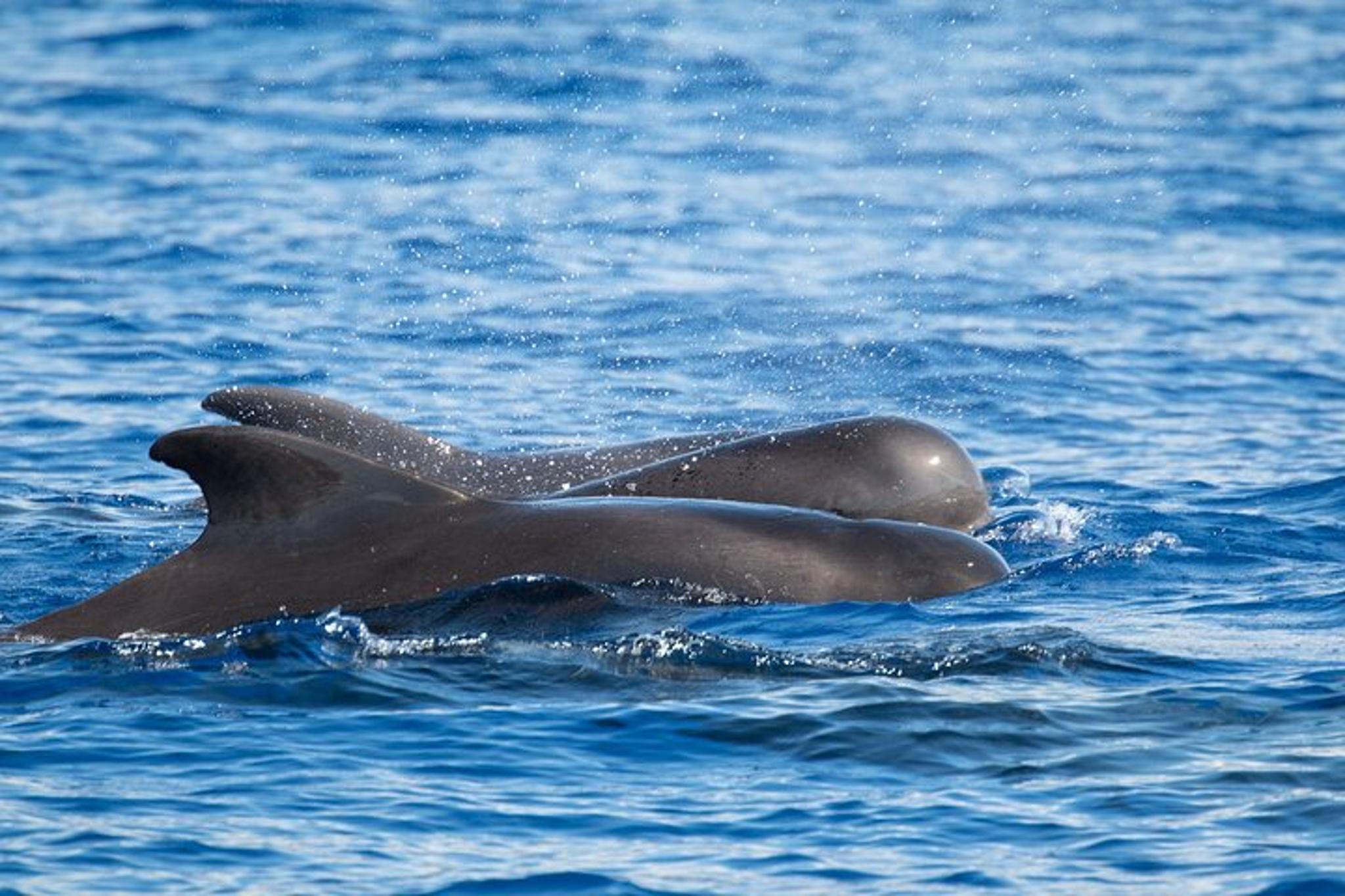 Kona Whale and Dolphin Watching Tour - Image 6
