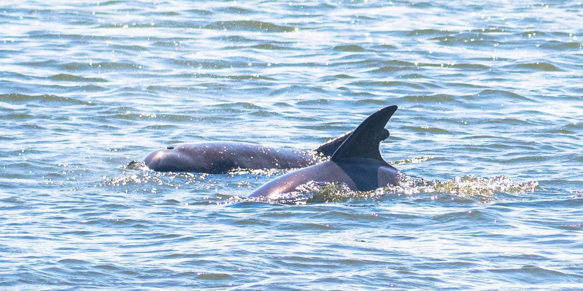 St. Augustine Dolphin & Wildlife Eco Adventure - Image 5