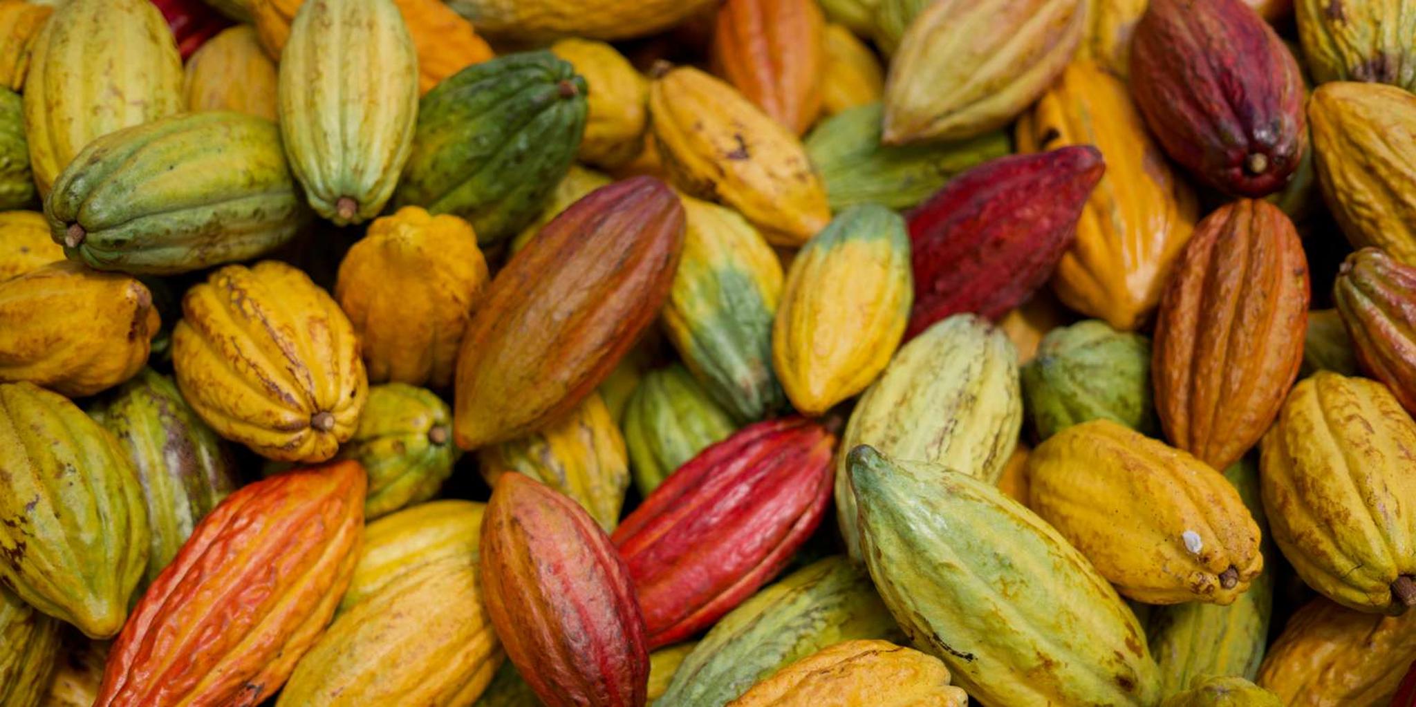 Lahaina Maui Ku'ia Estate Cacao Farm Tour and Tasting - Image 4